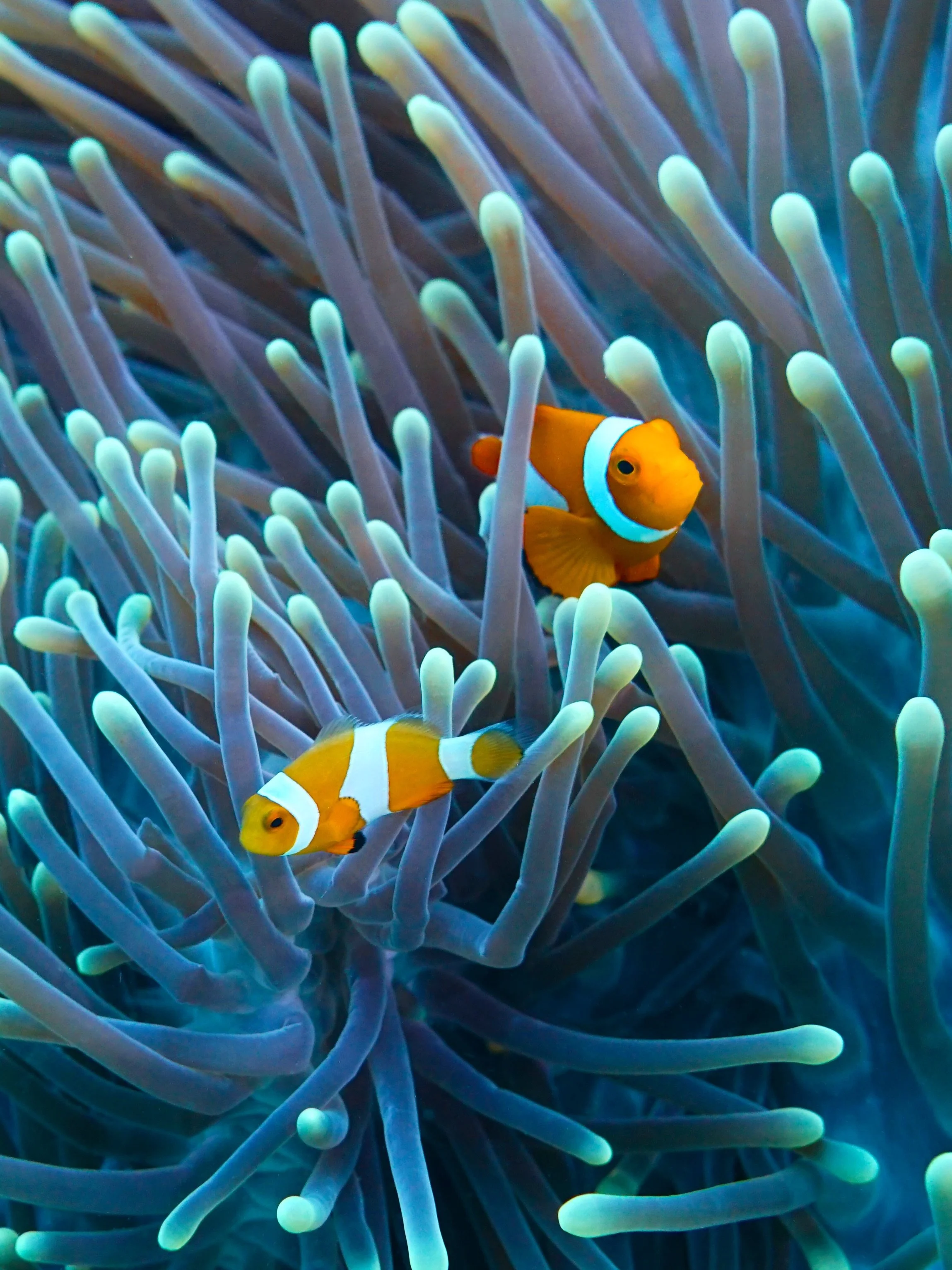 Brighten up your day with a print or two of these beautiful clownfish available at www.conormoorephotography.com. Free shipping in Australia and flat rate $15AUD for international. 

Images taken with @papua_explorers 

#clownfish #rajaampat #papuaex