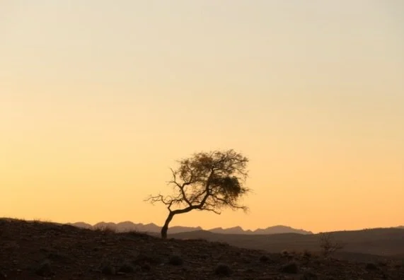 Stoked to have these images selected for Solas / Shadow International Photography Gallery&rsquo;s upcoming Flora &amp; Forna exhibit. 

In their own ways they show isolated subjects, away from the usual context that backgrounds or foregrounds supply,