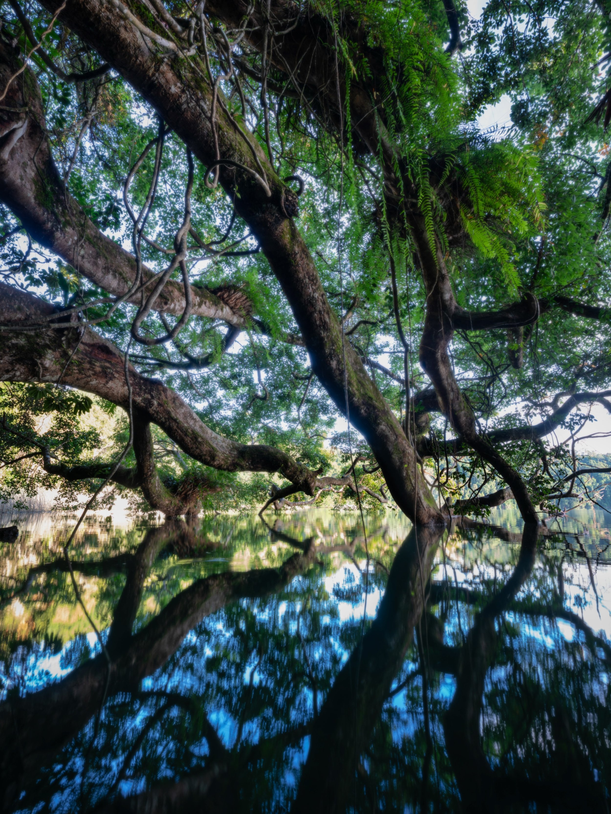 The long arms of a fig tree protrude over the edge of Lake Eacham, a volcanic crater lake. These are just two of many branches that extend over the edge, home to dozens of epiphytes. This fig is probably my second favourite tree only behind the Antar