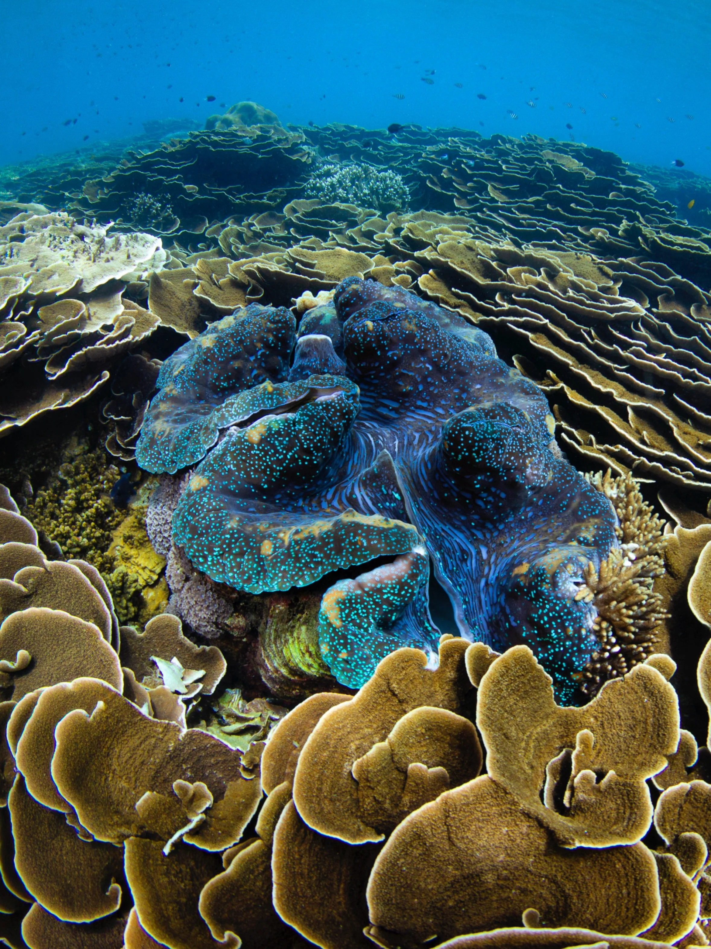 This big kahuna giant clam sits in the cabbage coral gardens on the @franklandislands. The cabbage coral covers virtually all the seafloor for hundreds of meters, so it&rsquo;s a novelty to see this making space in the fields.

#franklandislands #tro