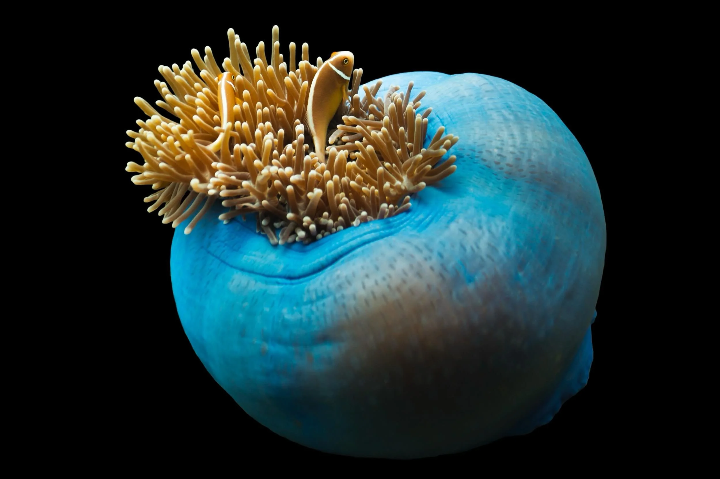 5 days until the Crikey! Magazine Photography competition is announced where I&rsquo;ve been named a finalist for &lsquo;Blue Anemone&rsquo; on www.conormoorephotography.com. 

Shot this anemone with @divers_den. I love the colour contrast between th