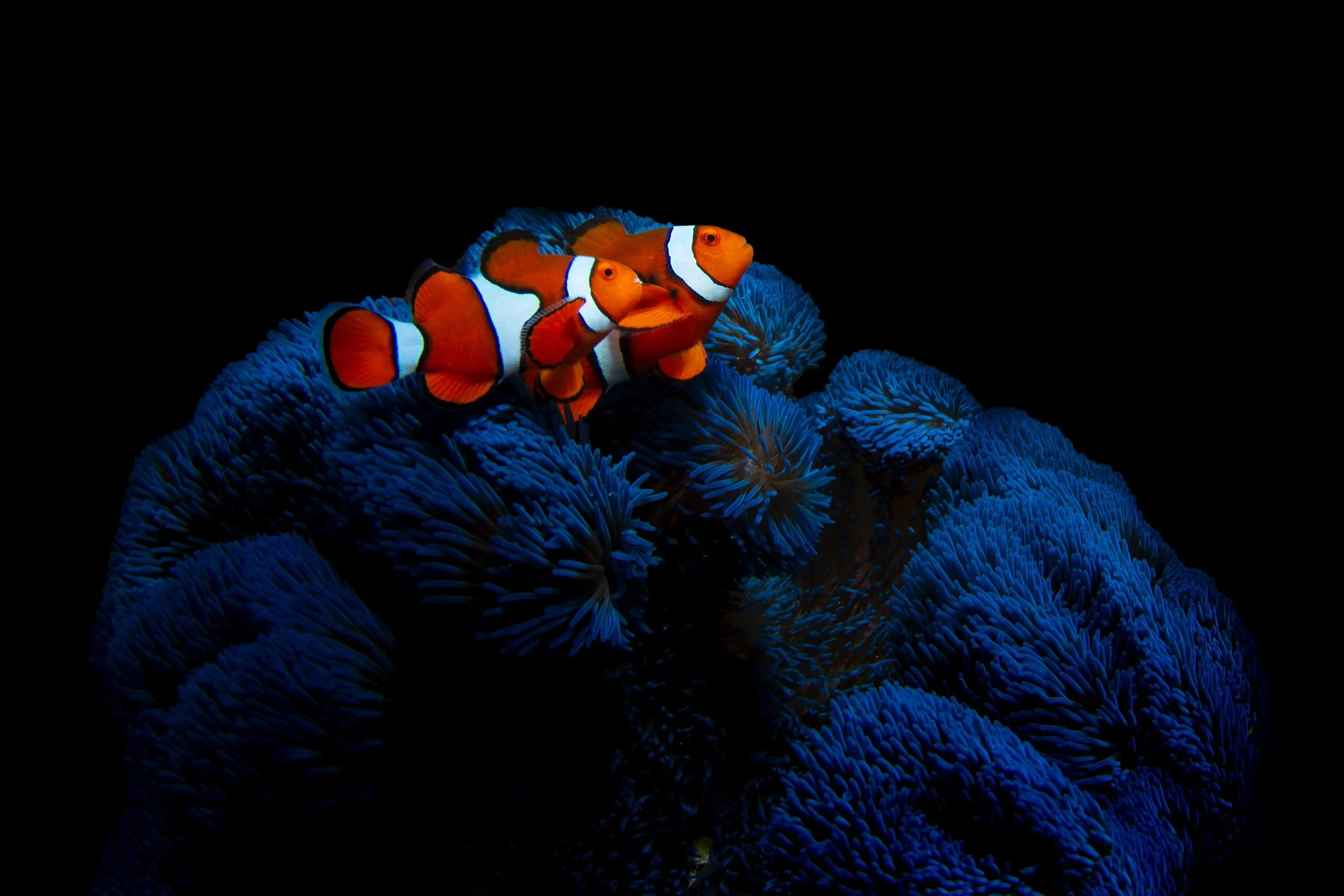 Stoked to have &lsquo;Blue Anemone&rsquo; shortlisted in the 2026 Crikey! Magazine Photography Competition. Fingers crossed for the final round of judging, just pleased to bring more of the @franklandislands to the rest of Australia 🇦🇺 

#frankland