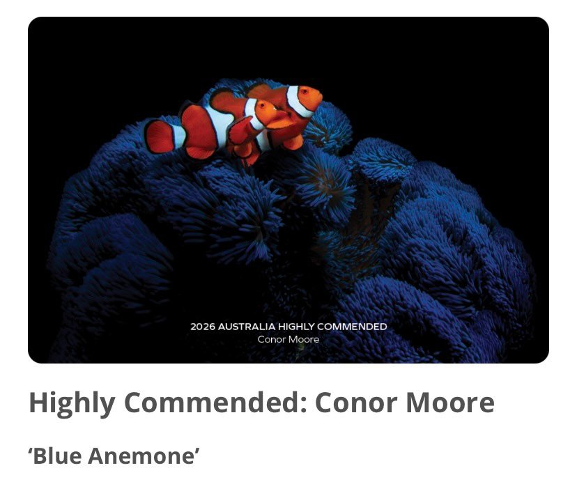 Thrilled to have received Highly Commended in the @australiazoo Crikey! Magazine Photography Competition 2026 with &lsquo;Blue Anemone&rsquo;. It&rsquo;s a joy to bring some photos from the @franklandislands to the national stage. Check out this year