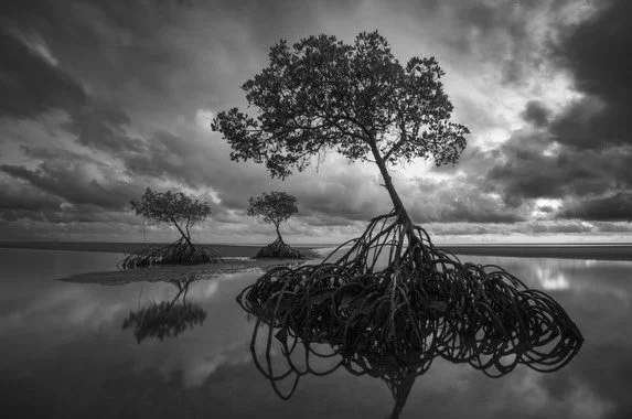 Stoked to have another two images selected for @solas_shadow International Photography Gallery&rsquo;s upcoming Black &amp; White exhibition. 

The first image is from Yule Point near Cairns and the second from the eerie Mutonia Sculpture Park in Sou