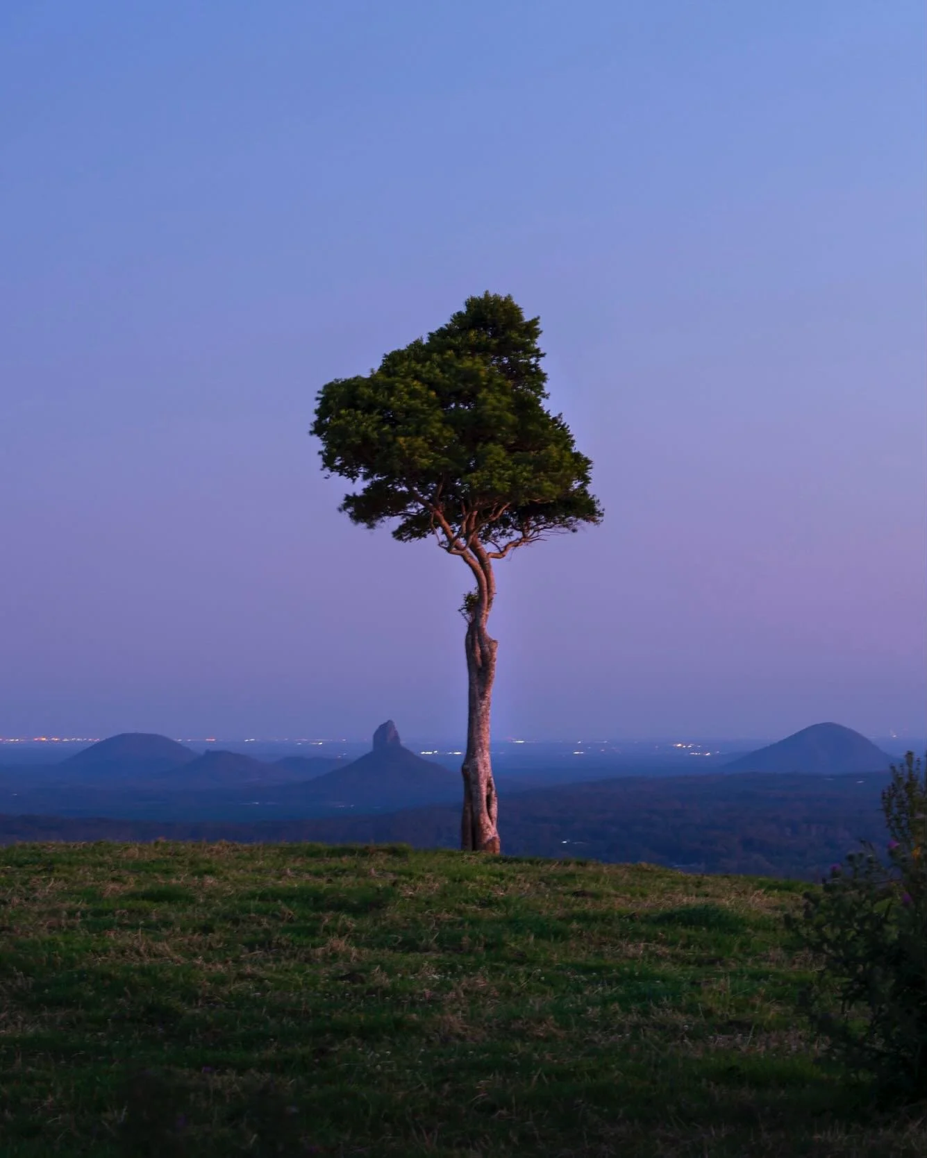 One Tree Hill.

There&rsquo;s an assortment of trees around Australia that are very well known - Weyba tree, Cazneaux tree, Cathedral fig  tree are a few that come to mind. I&rsquo;d known of the One Tree Hill in Maleny for quite a few years before f