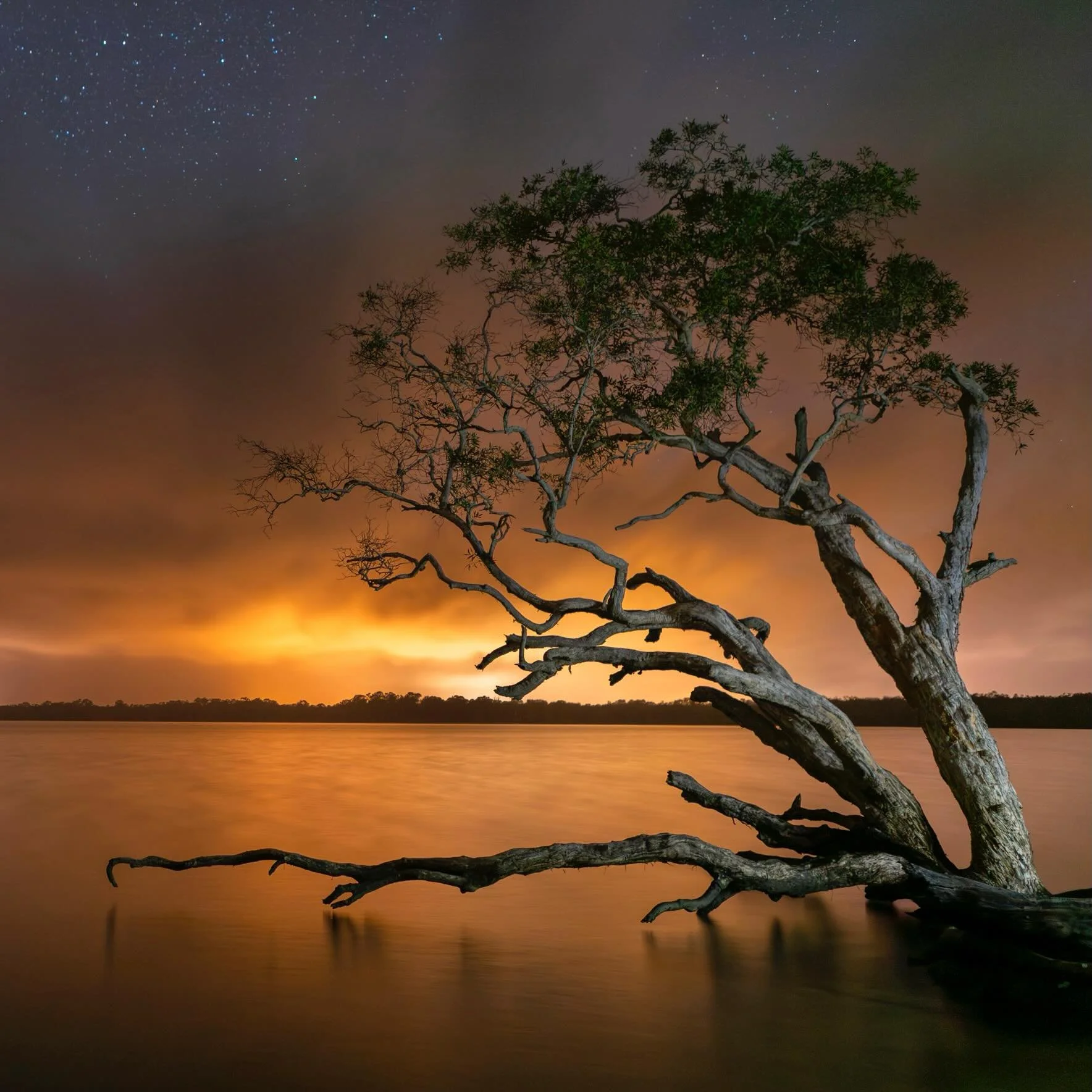 The Weyba tree has to be in my top 10 most photographic trees in Aus - there&rsquo;s a reason it&rsquo;s one of the most photographed. Sitting on the shoreline of Lake Weyba and sitting in a park there&rsquo;s room for everyone to find some space for