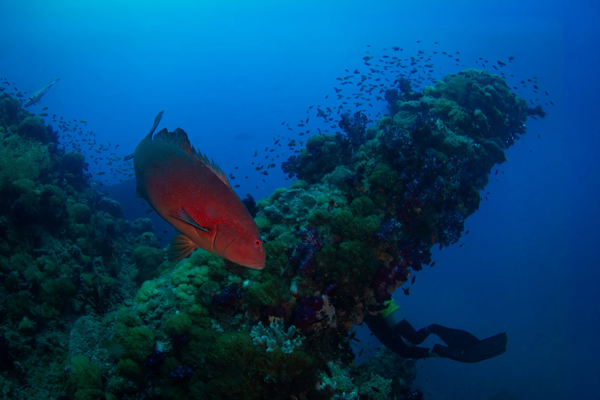 Yongala Coral Trout Peek-a-Boo