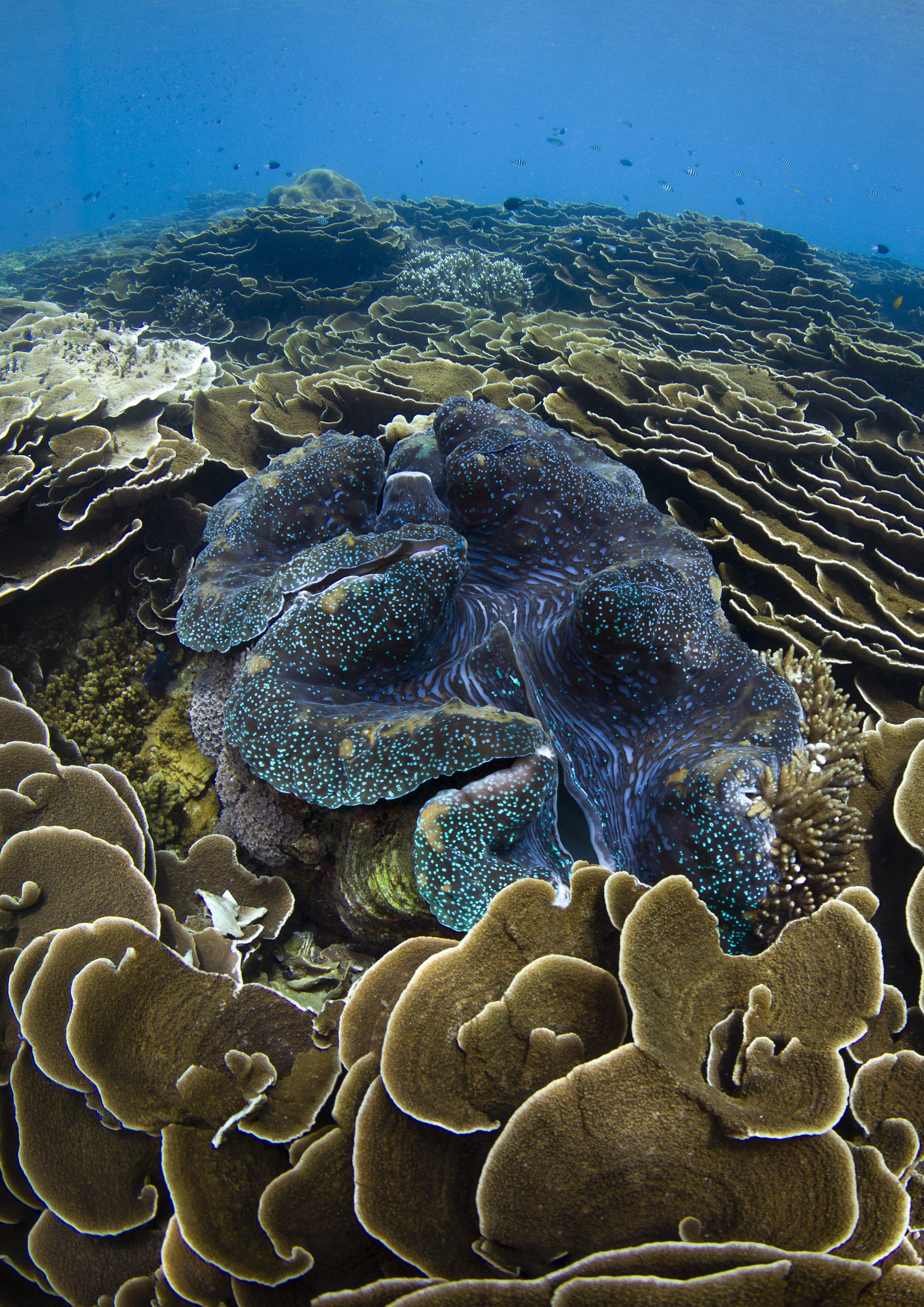 SNORKEL & DIVE-3084 (2)-Edit.jpg