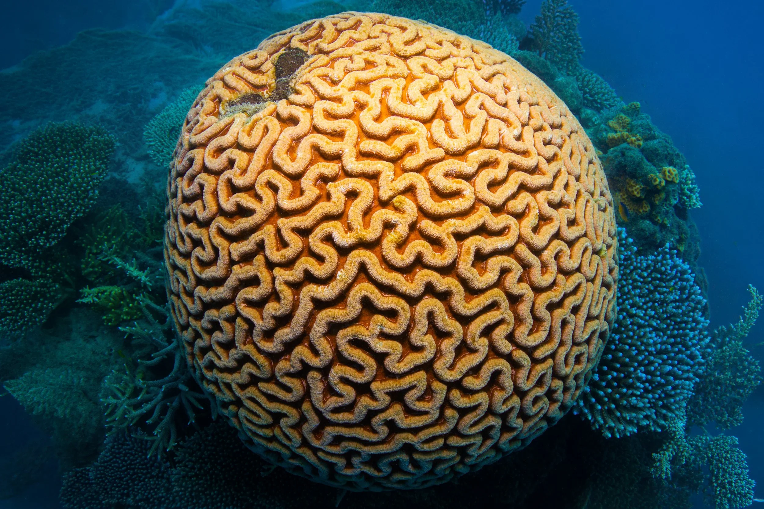 Frankland Island Brains