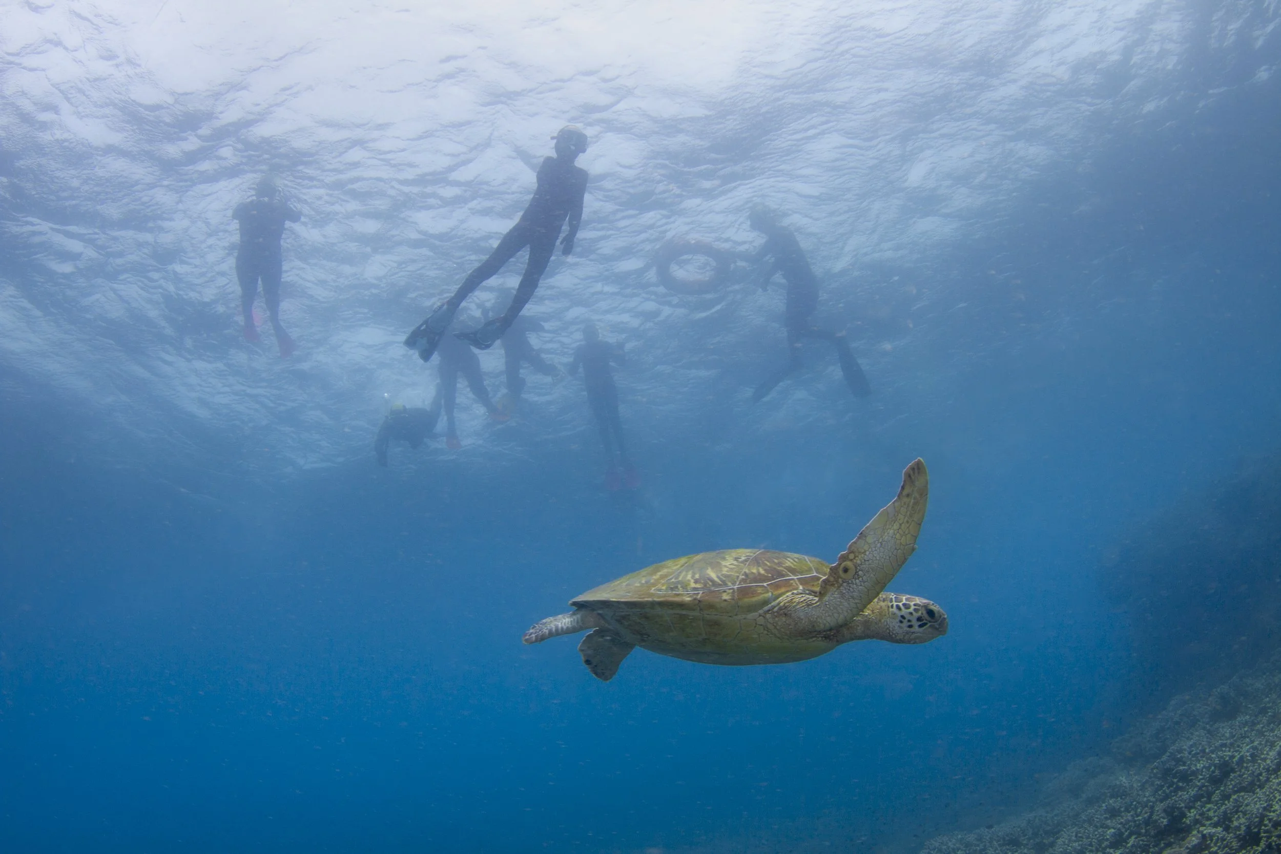 SNORKEL & DIVE-3038 (2).jpg