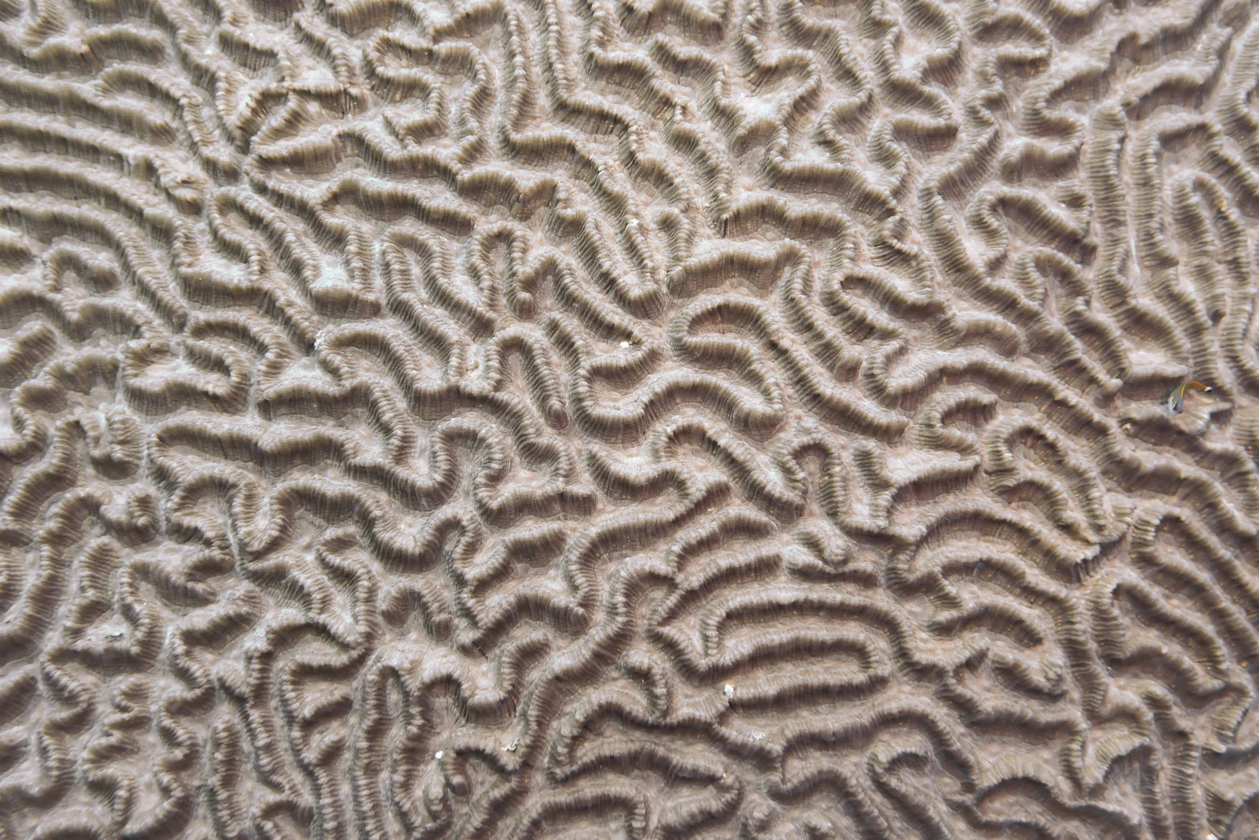 Raja Ampat Brains