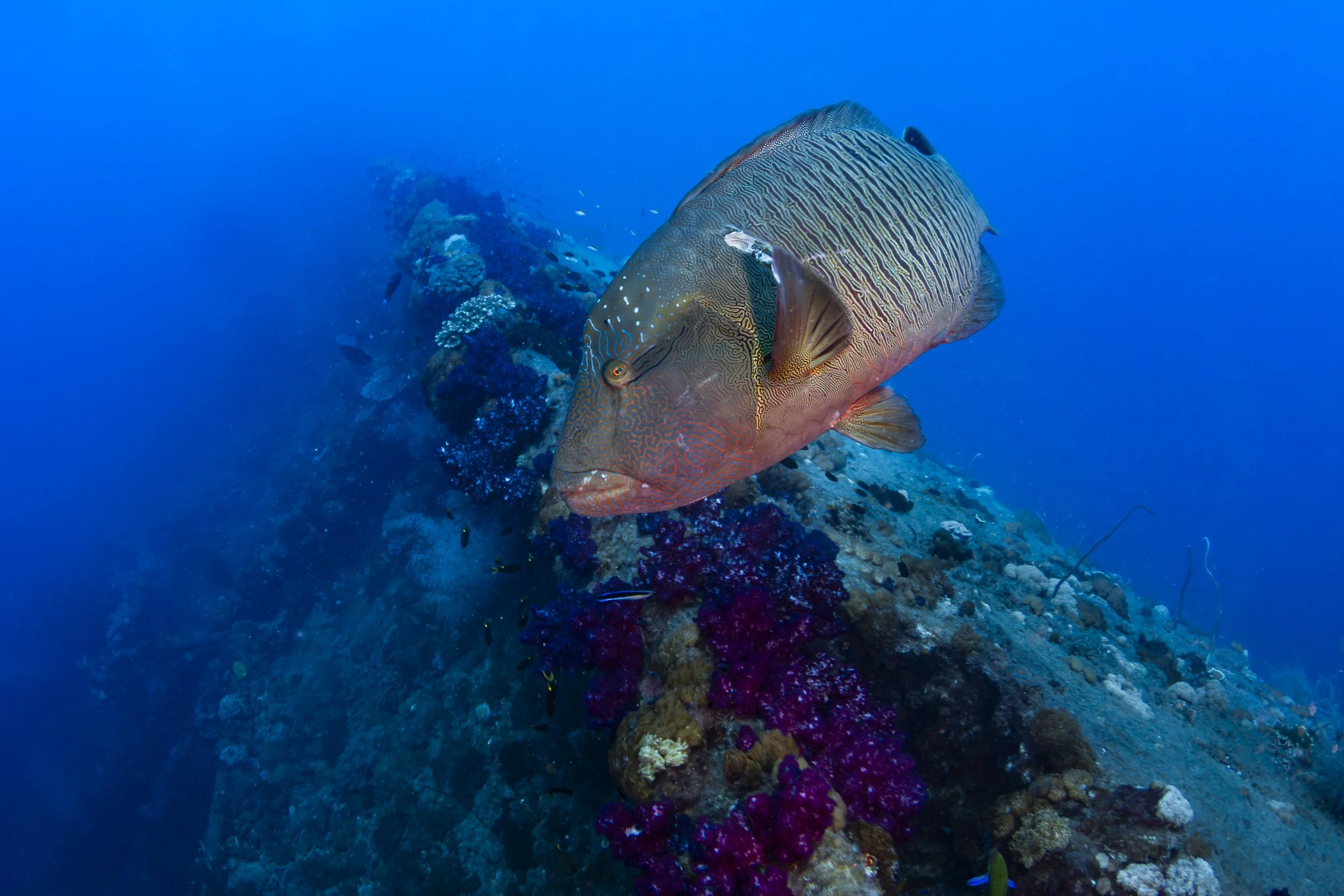 Maori Wrasse at the SS Yongala