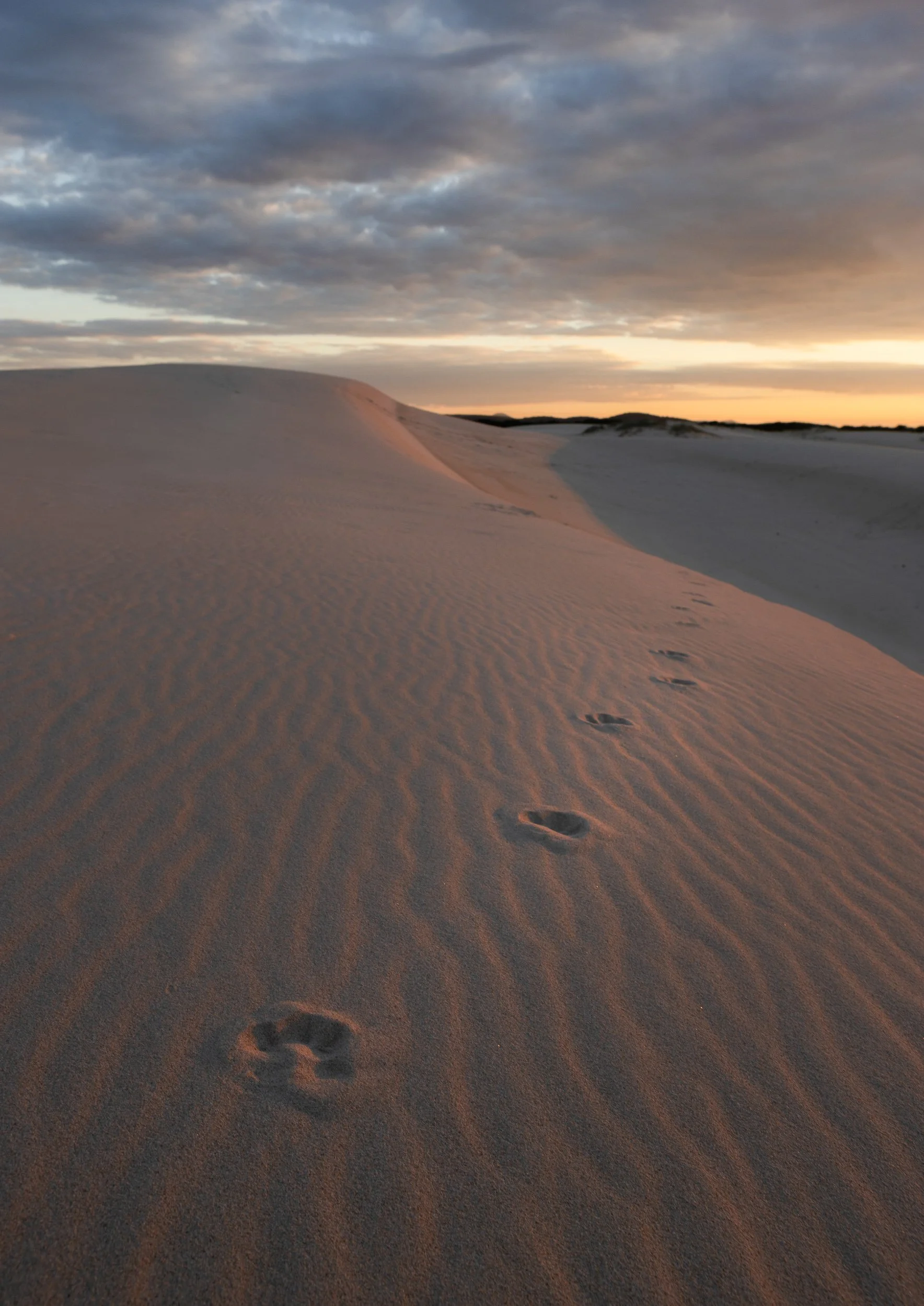 Dingo Tracks | Myall Lakes National Park
