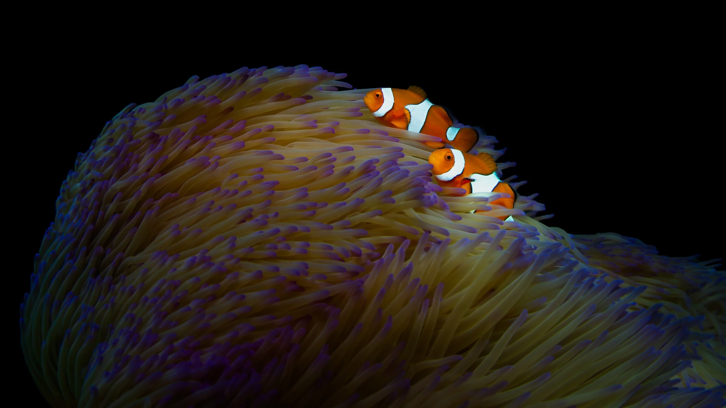 Raja Ampat Clownfish Against the Current