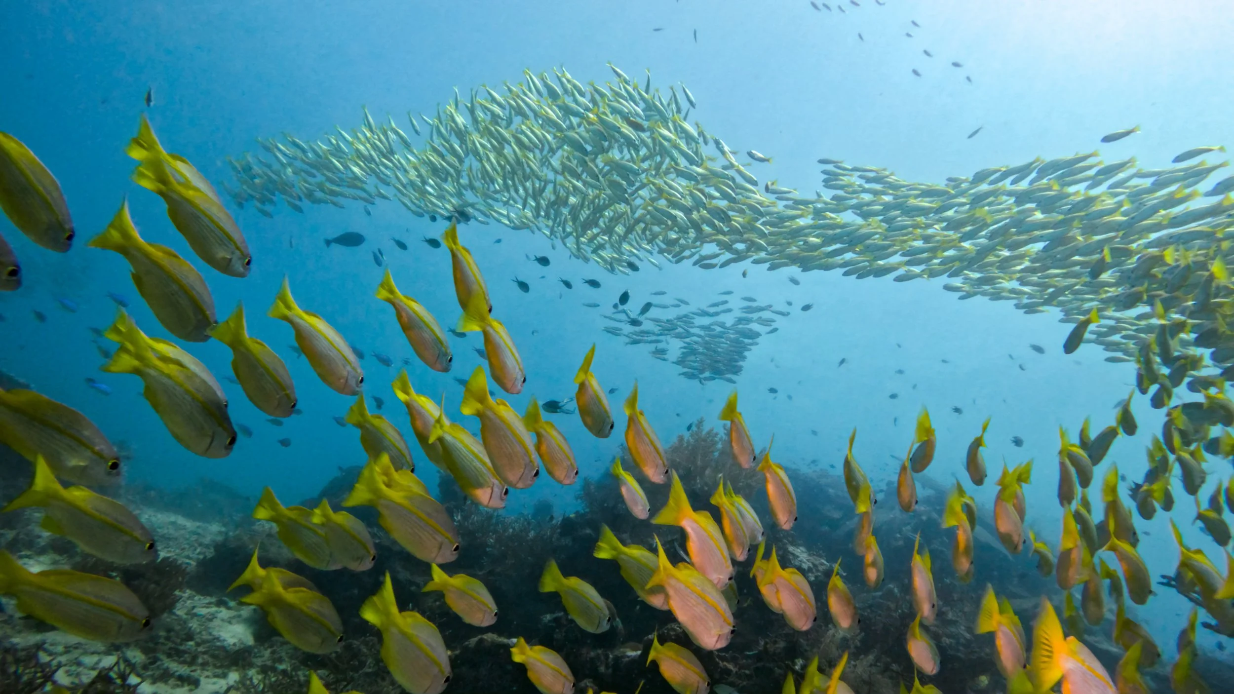 Raja Ampat Schooling Fish