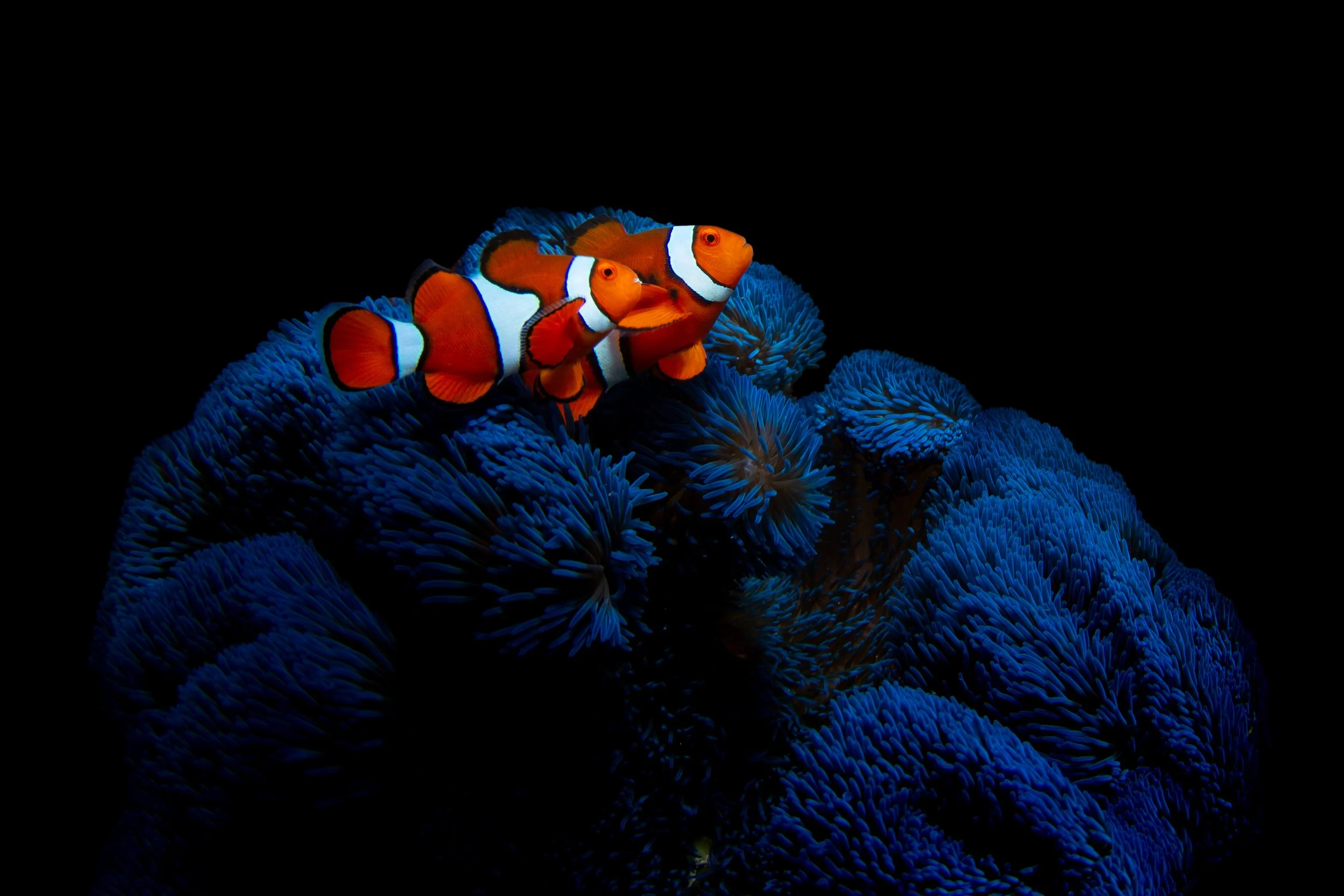 Frankland Islands Clownfish Blue Anemone