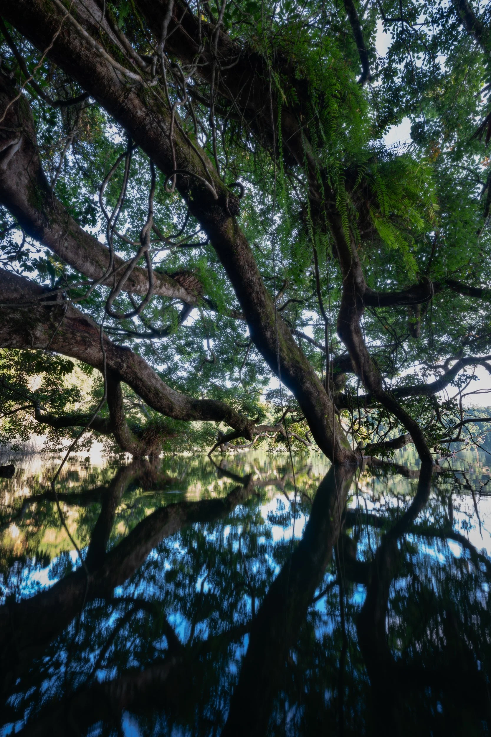 Lake Eacham Reflection