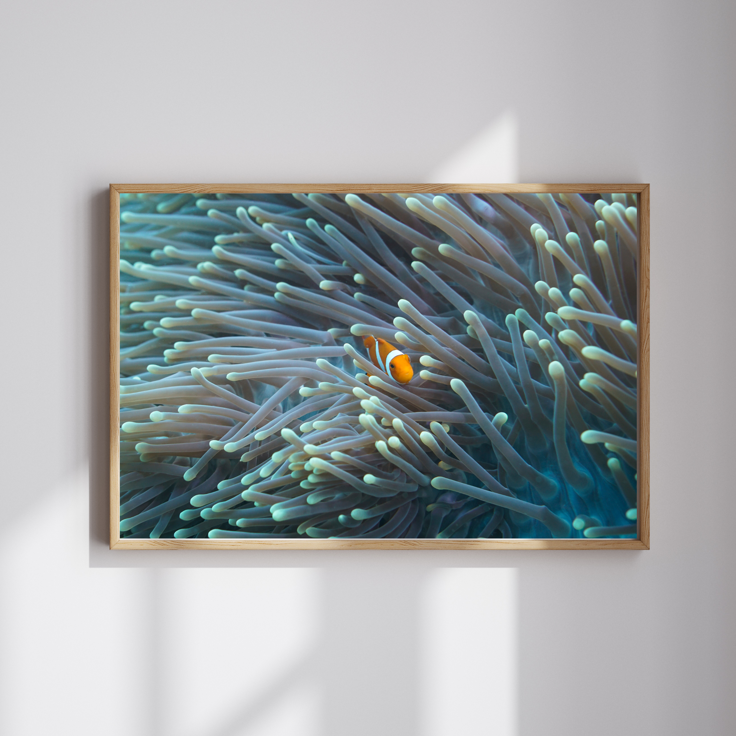White Simple Background Wall Art Mockup Instagram Post (2500 x 2500 px) Raja angled clownfish.png