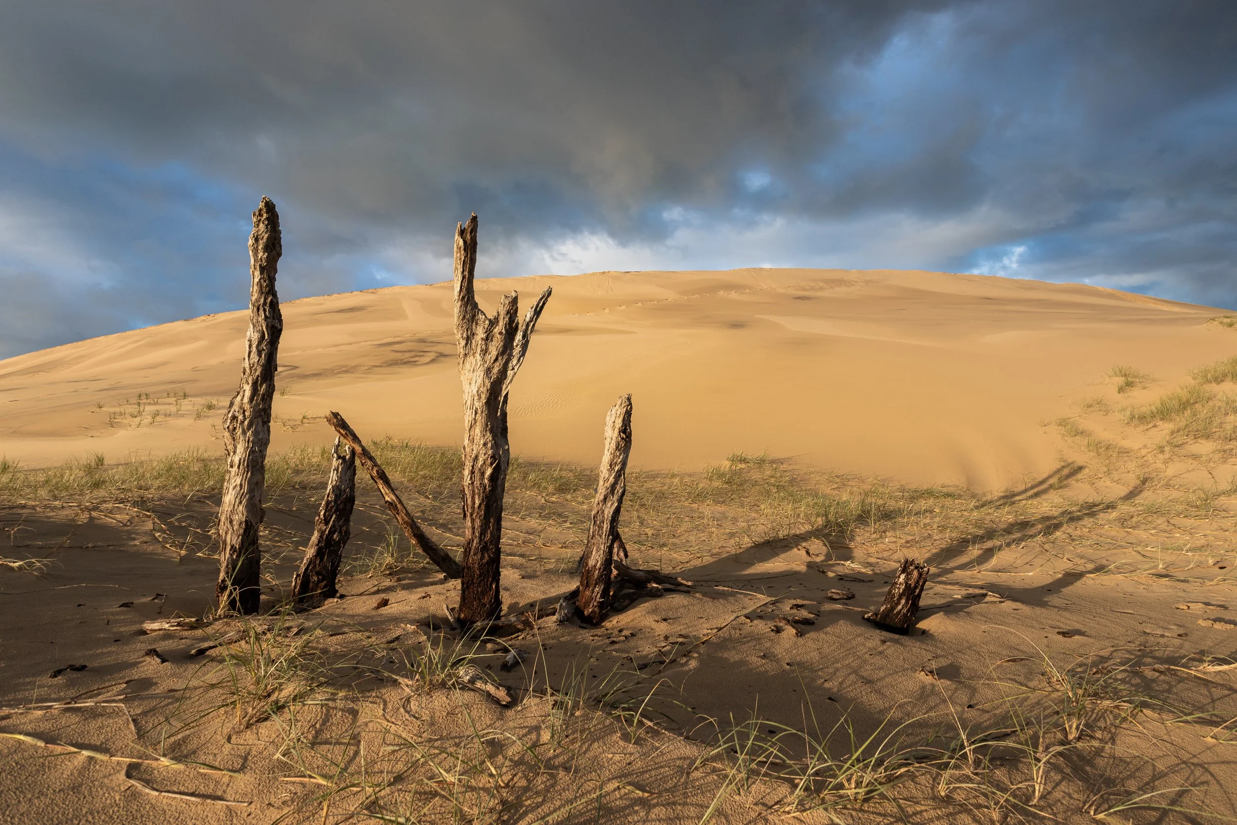 Shifting Sands | Hat Head National Park