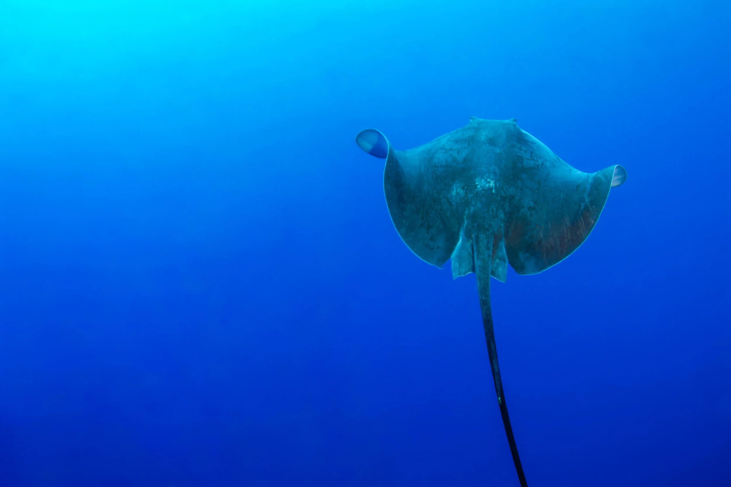 Yongana Stingray