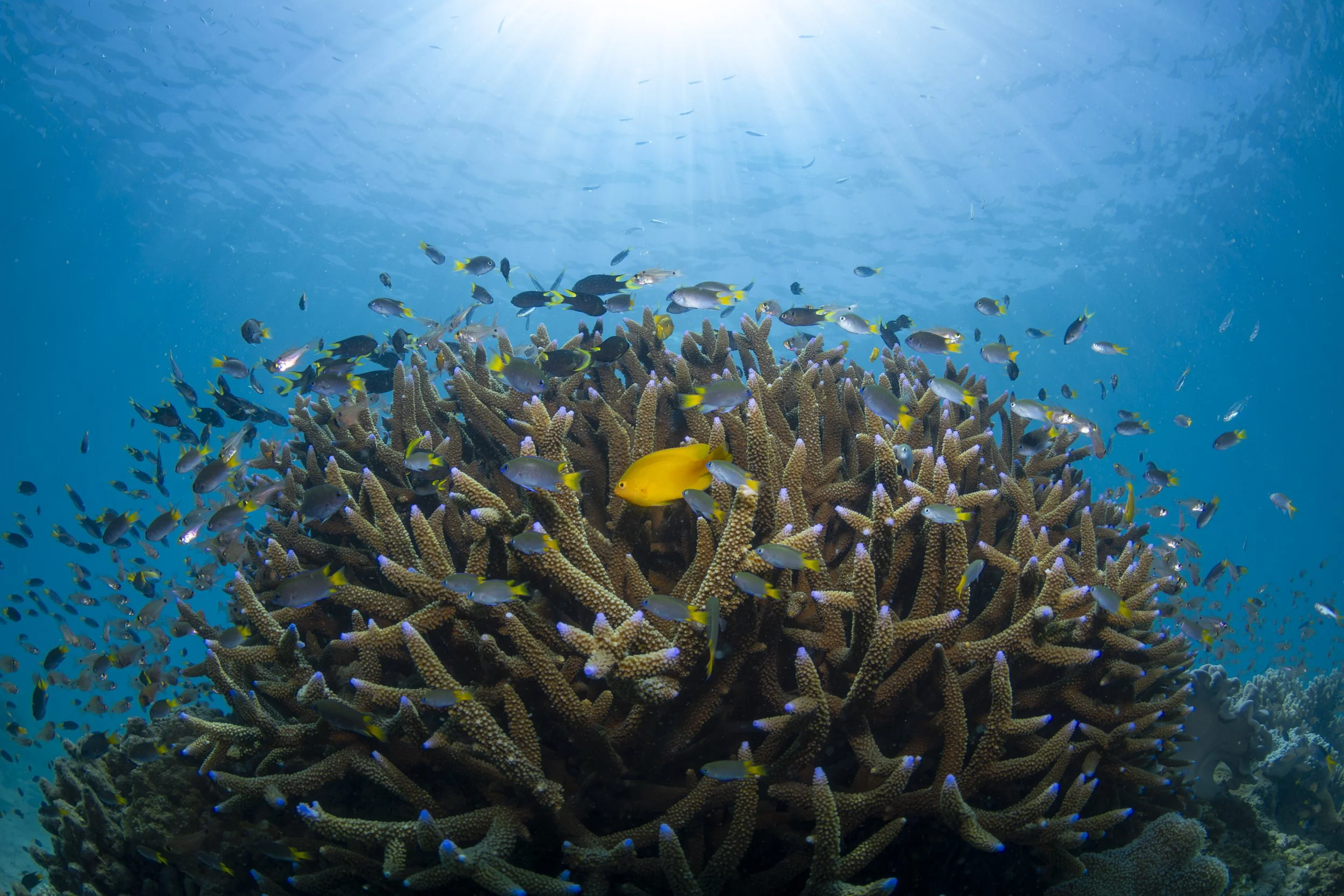One of a Kind | Frankland Islands