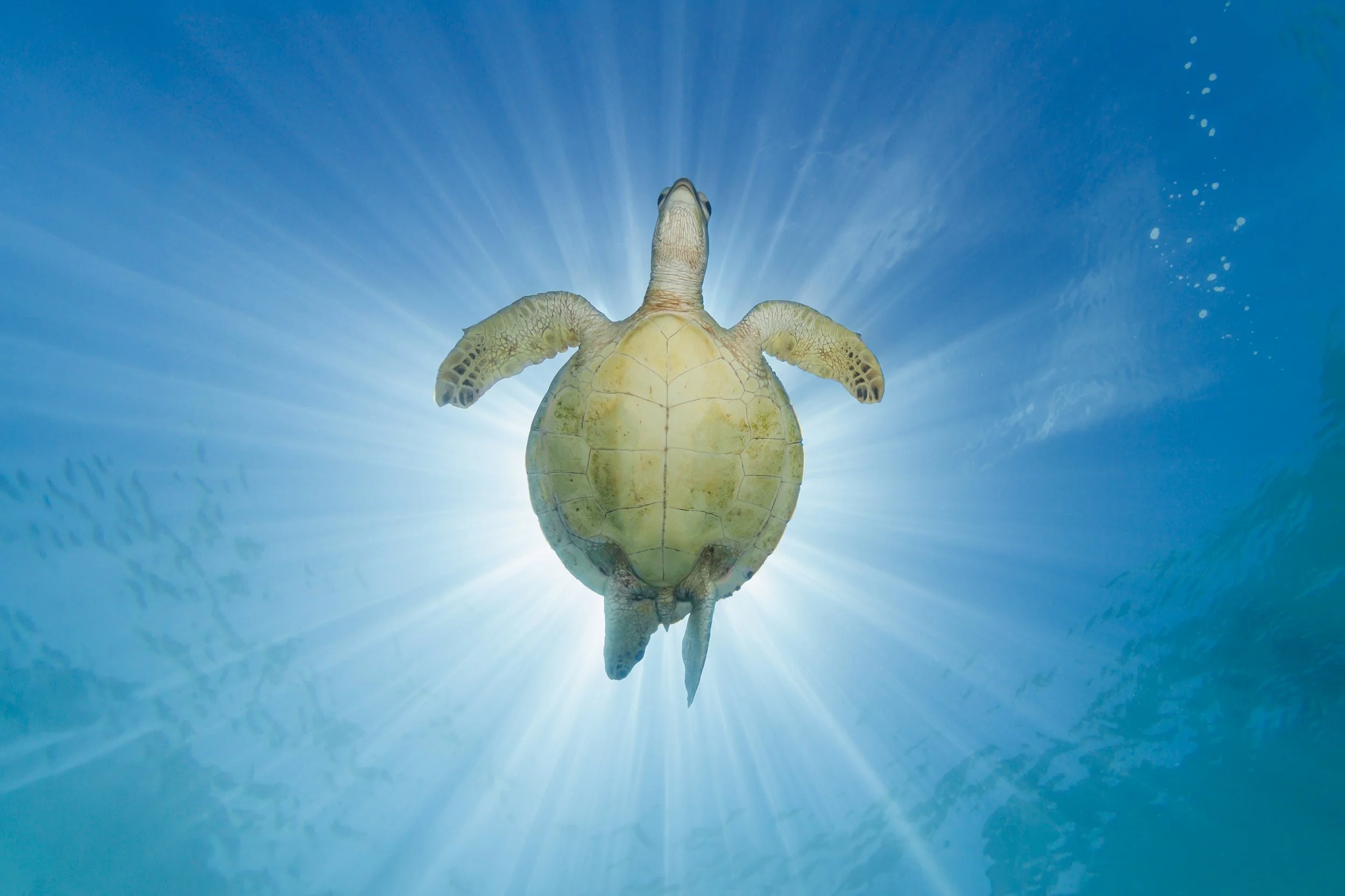 Frankland Islands Turtle Upshot