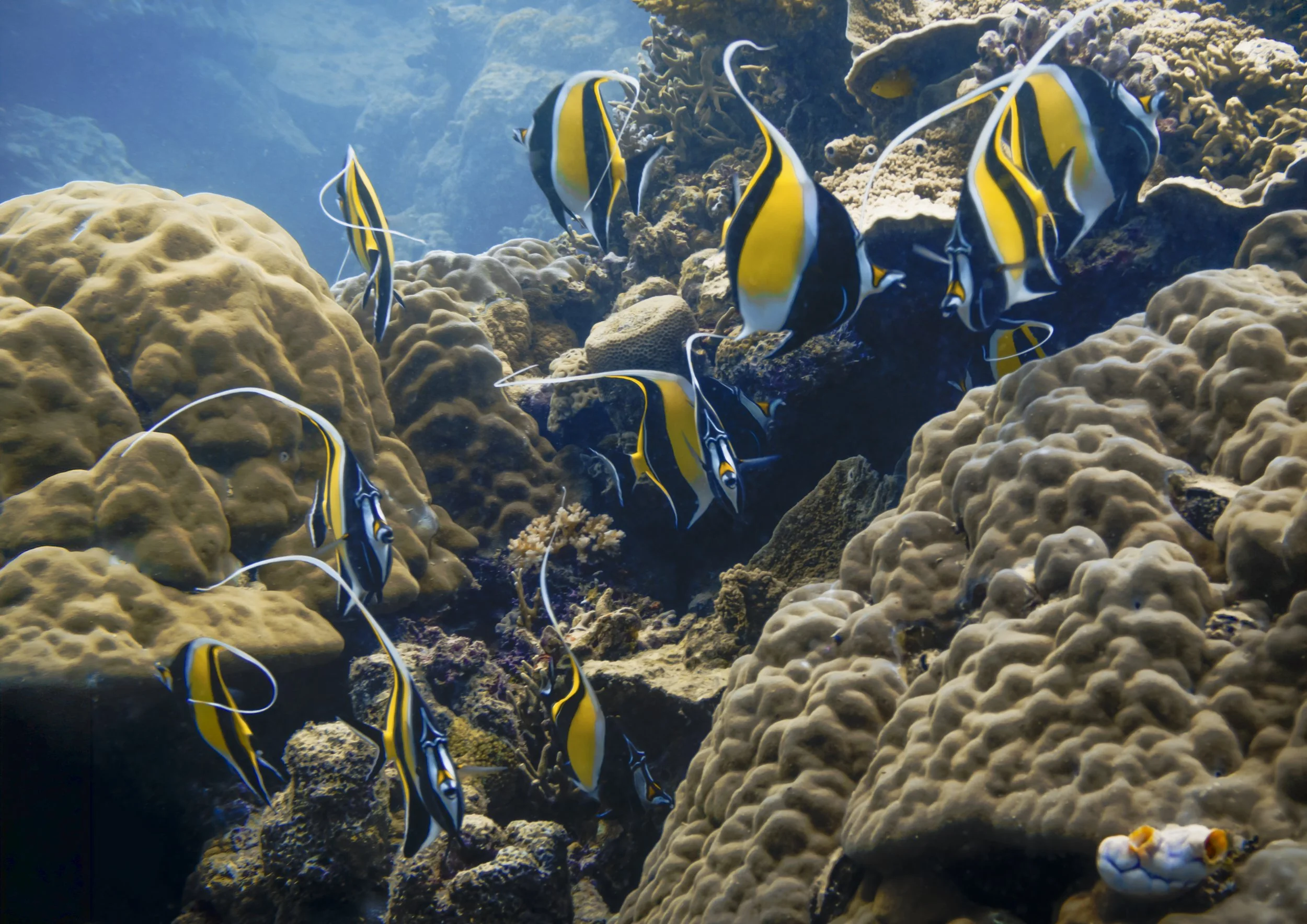 Moorish Idols complete-Edit.jpg