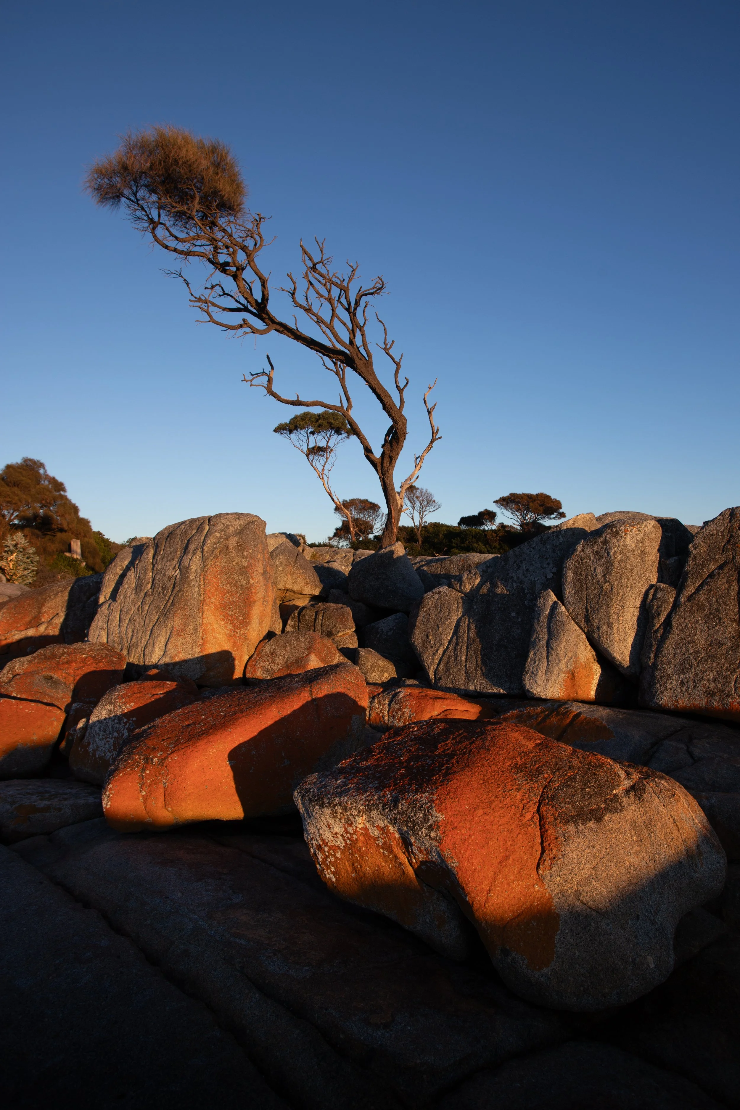 Bay of Fires Tree