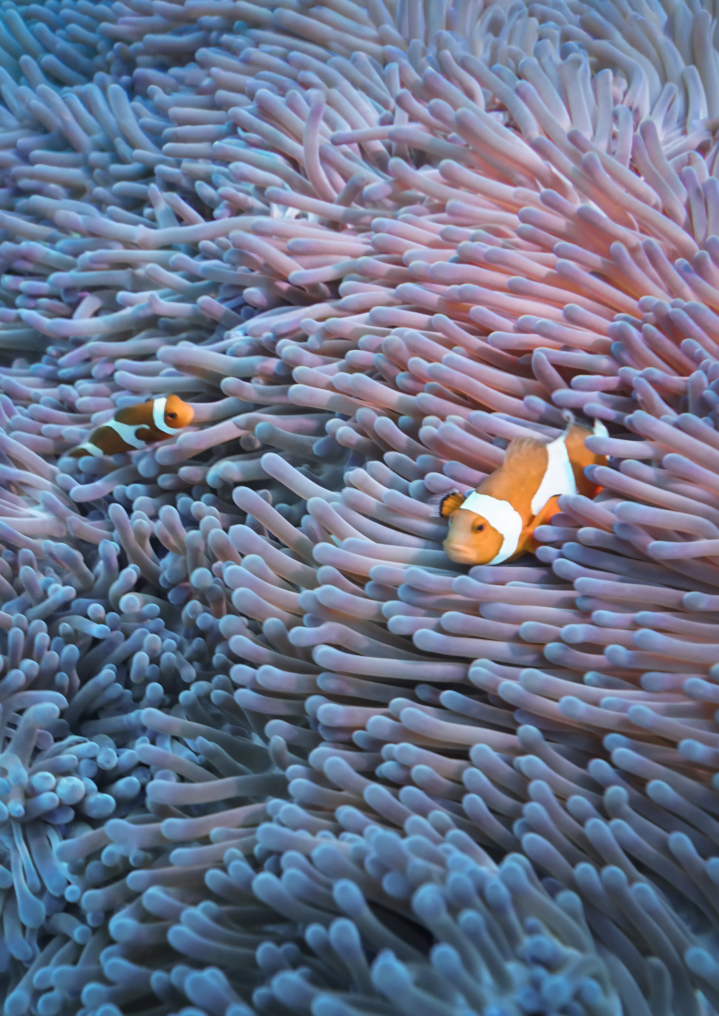 Raja Ampat Blue Anemone