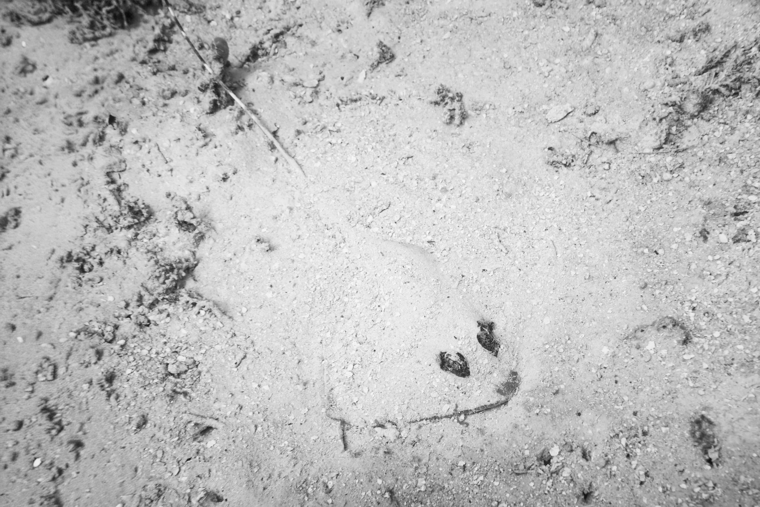 Raja Ampat Stingray