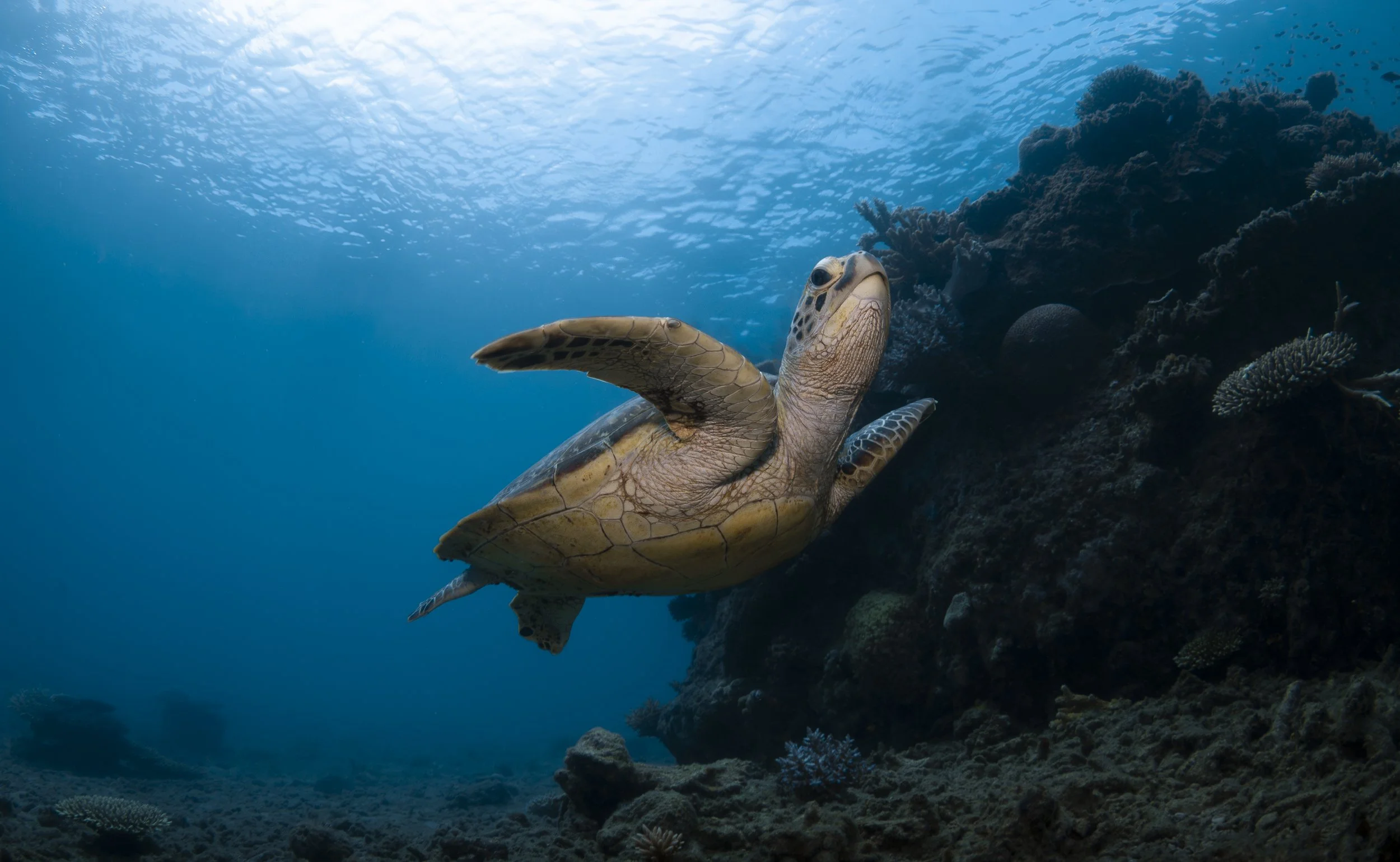 SNORKEL & DIVE-3050 (2).jpg