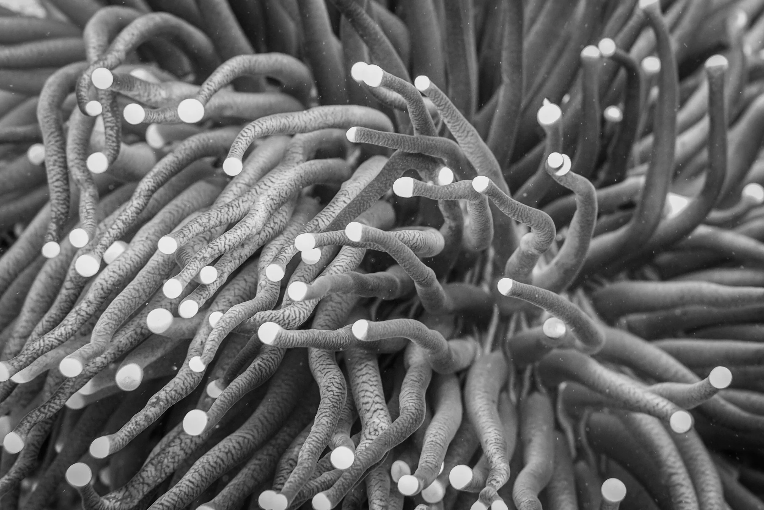 Raja Ampat Anemone B&W