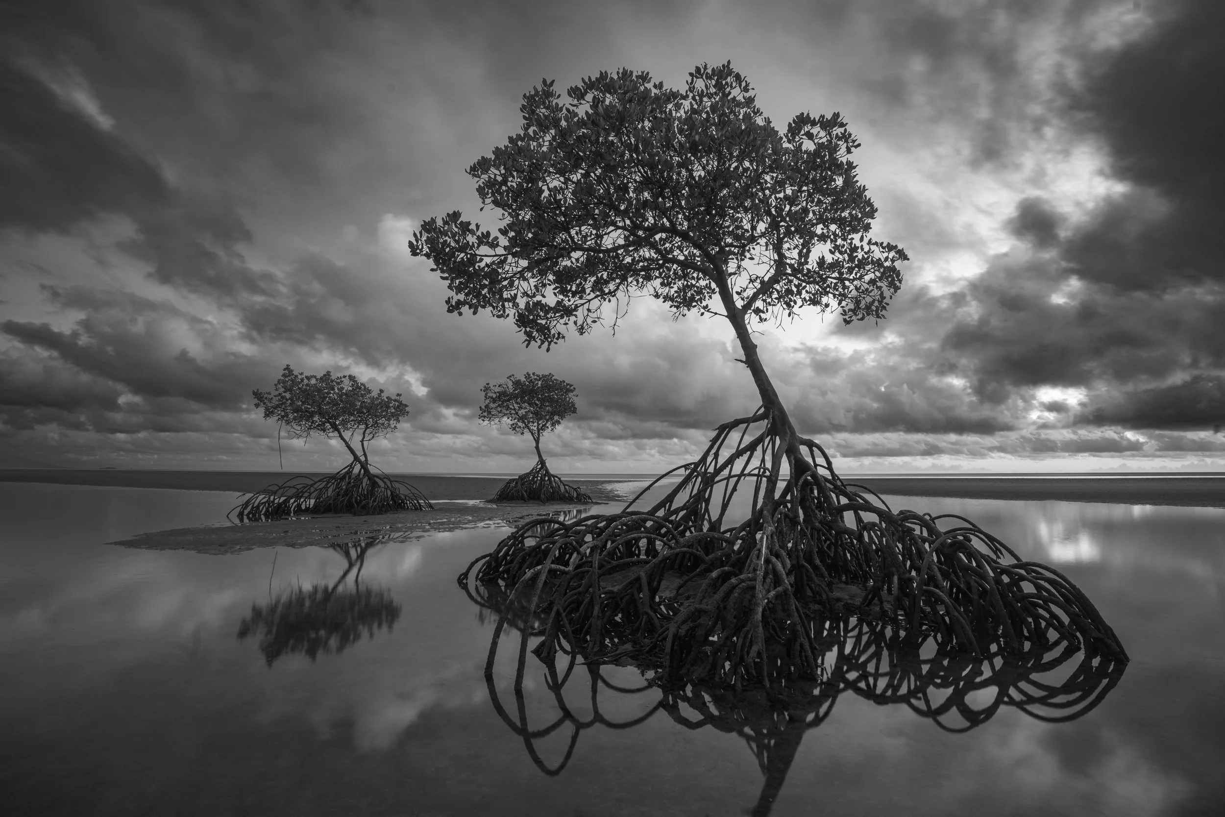Yule Point Mangrove B&W.jpg