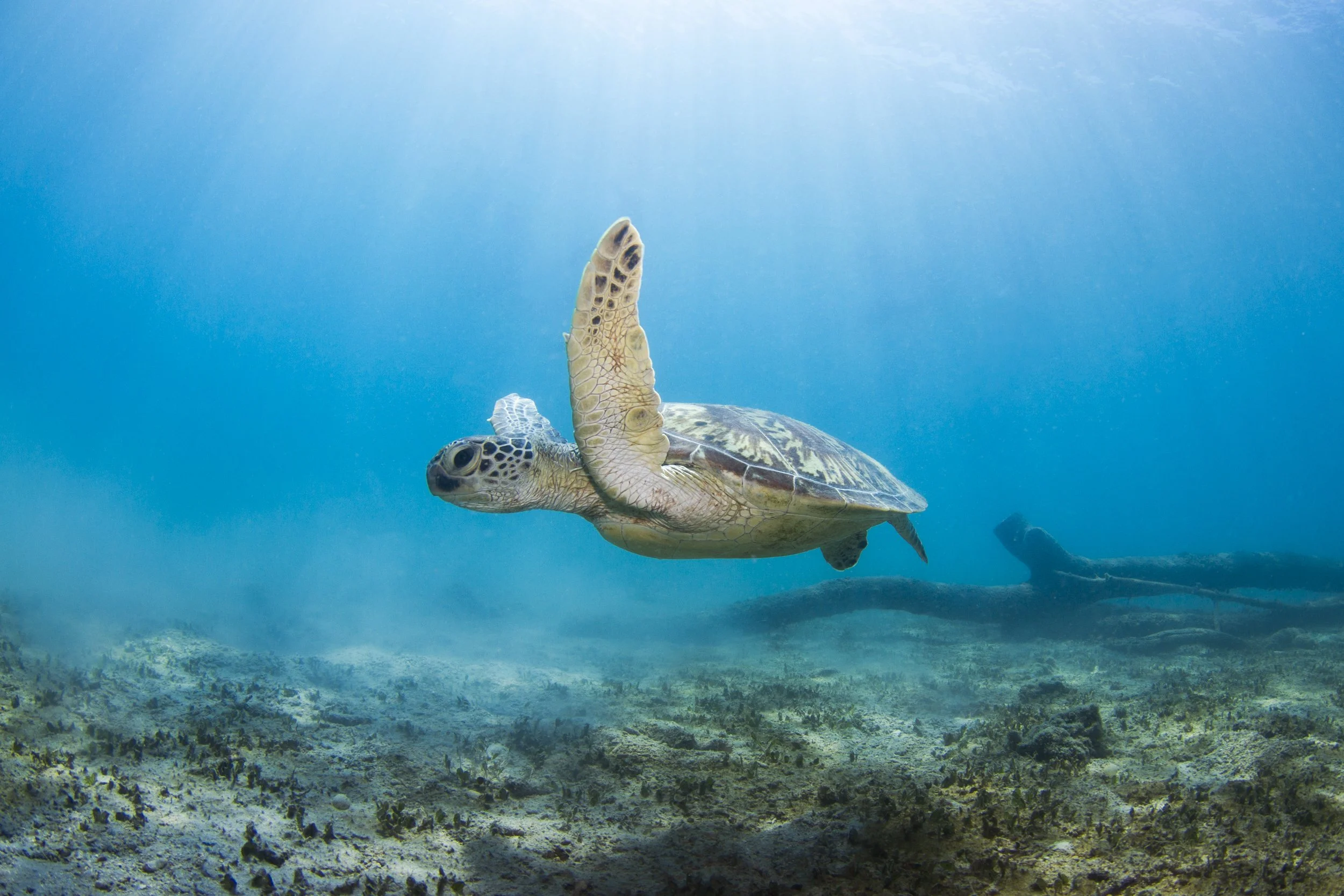 SNORKEL & DIVE-2071-Edit.jpg