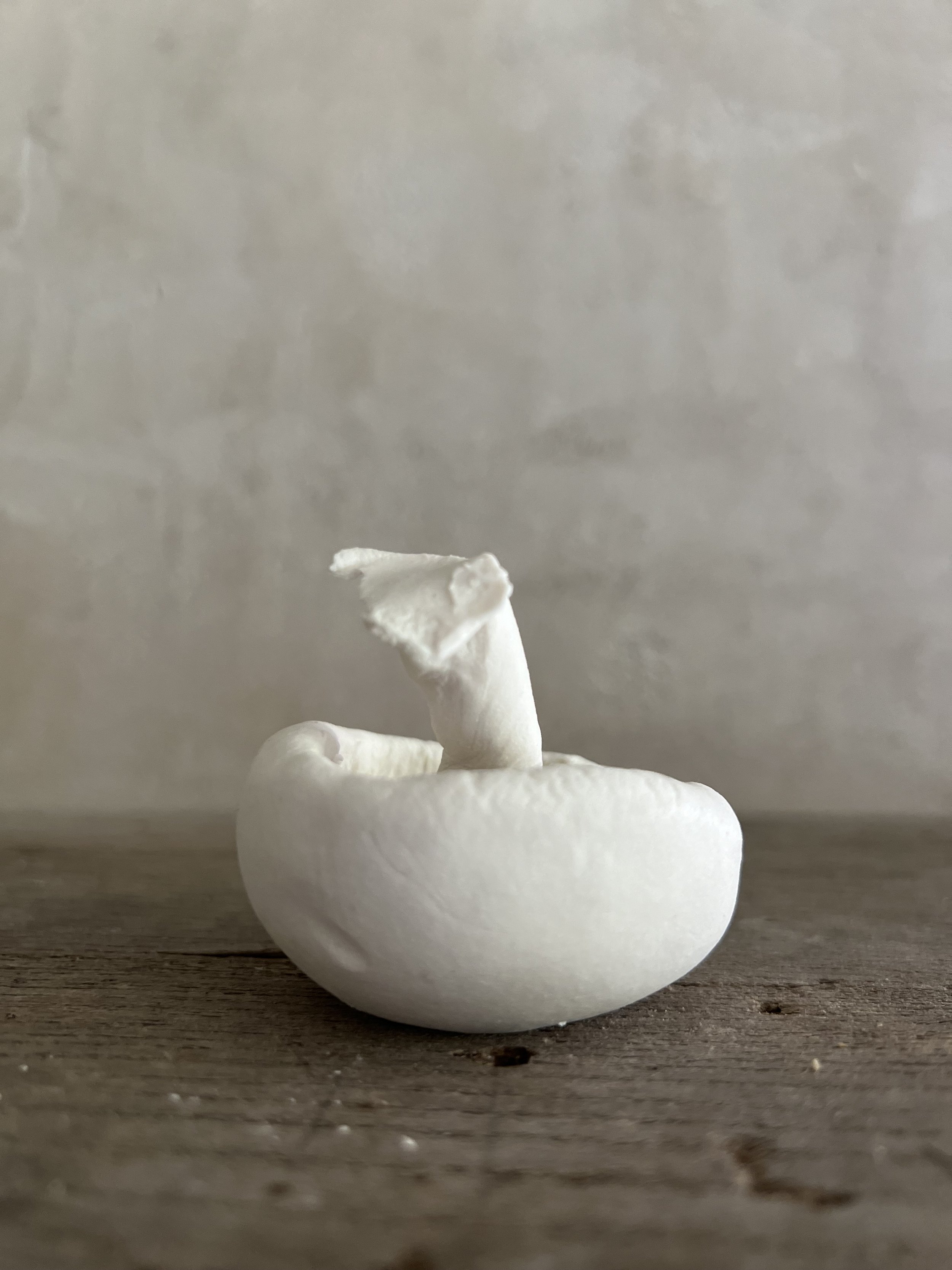 White Button Mushroom