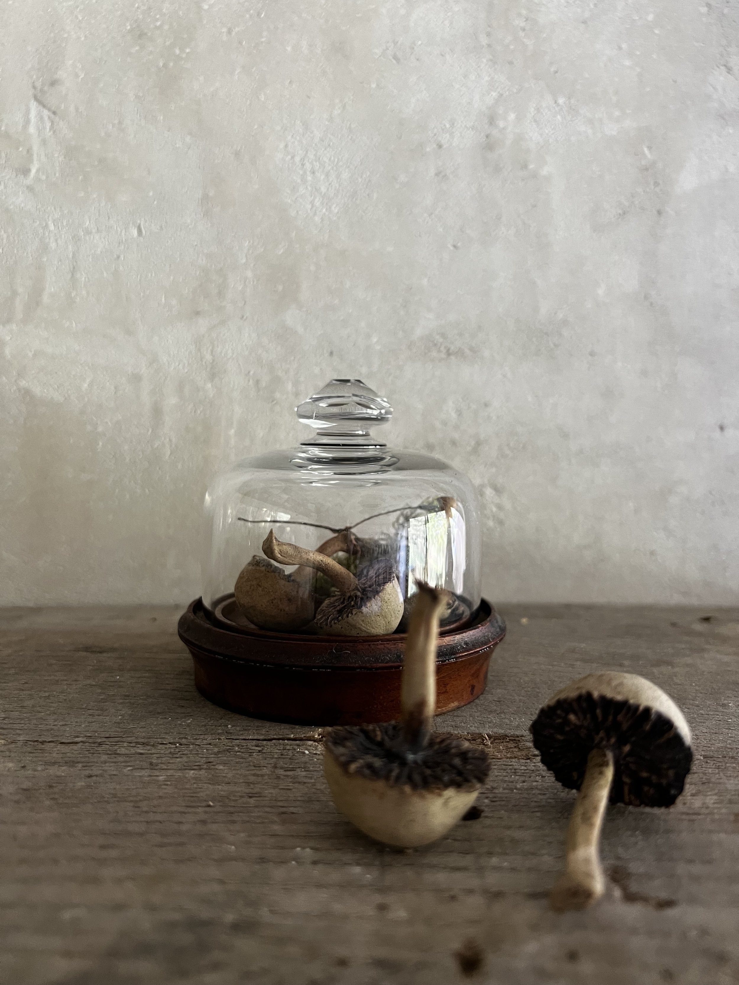 Miniature Buff Mushroom