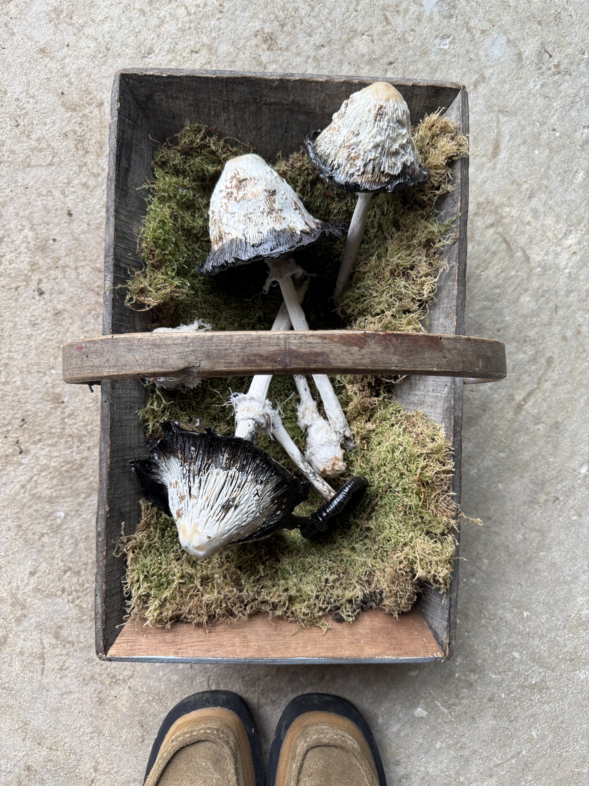 Wooden Fruit Picking Trug filled with Shaggy Inkcap Mushrooms