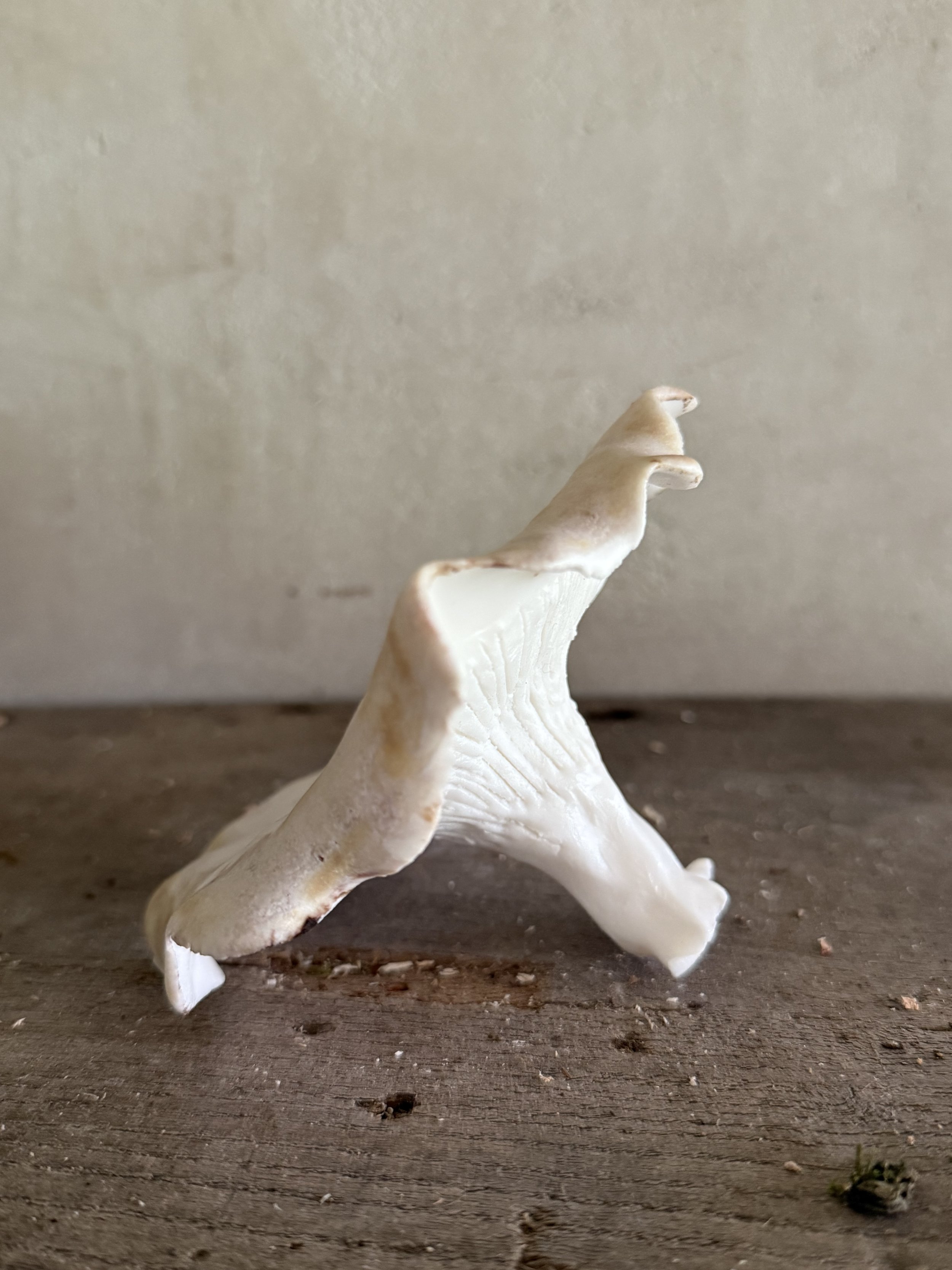 Funnel Mushroom 2
