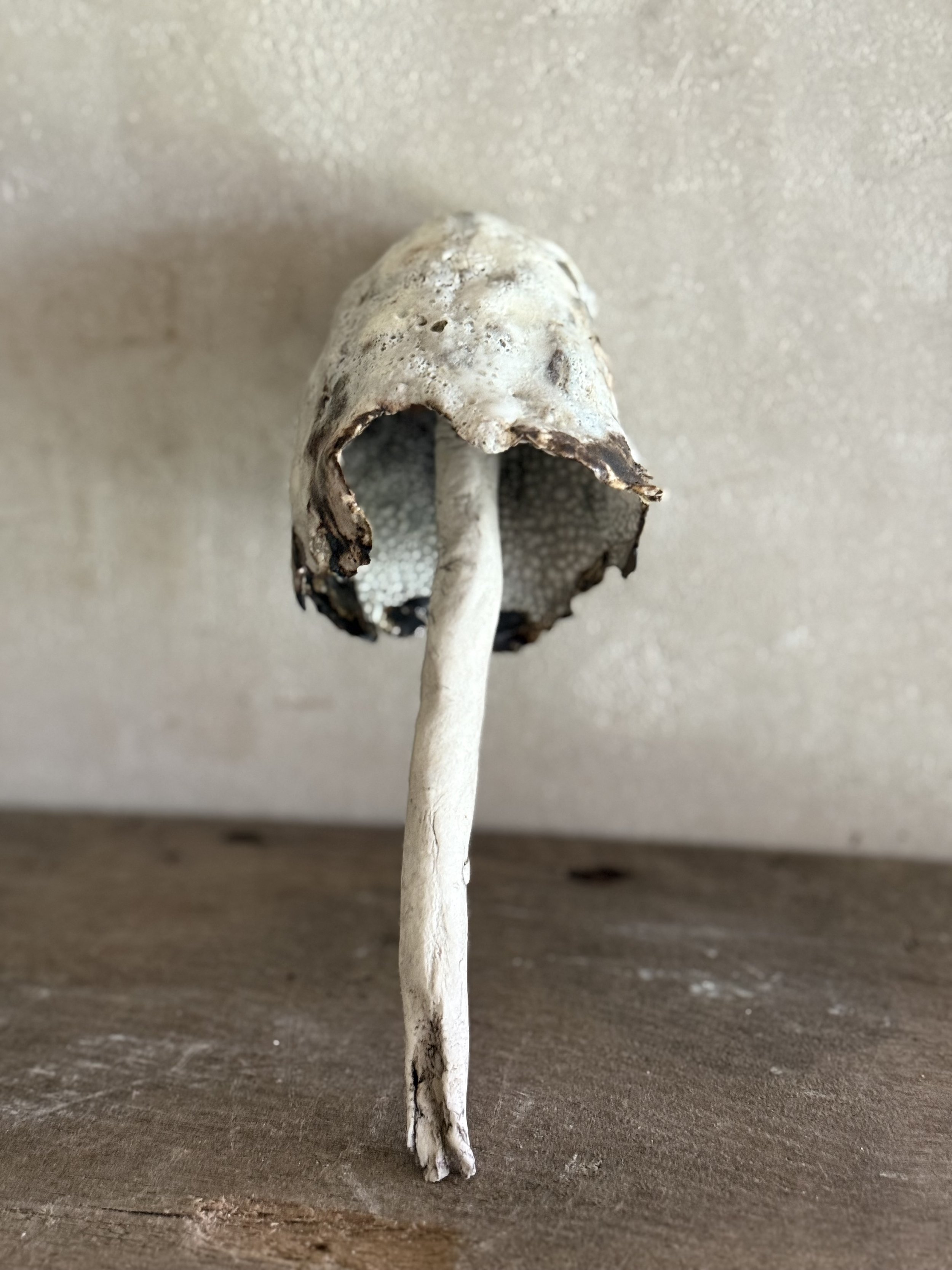 Shaggy Inkcap Mushroom