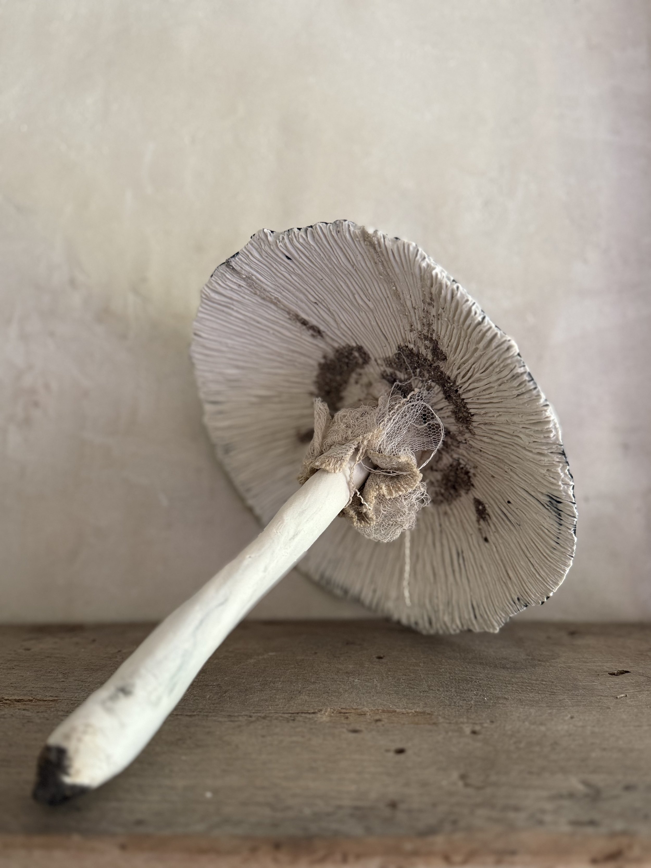 Giant Long Stemmed Mushroom