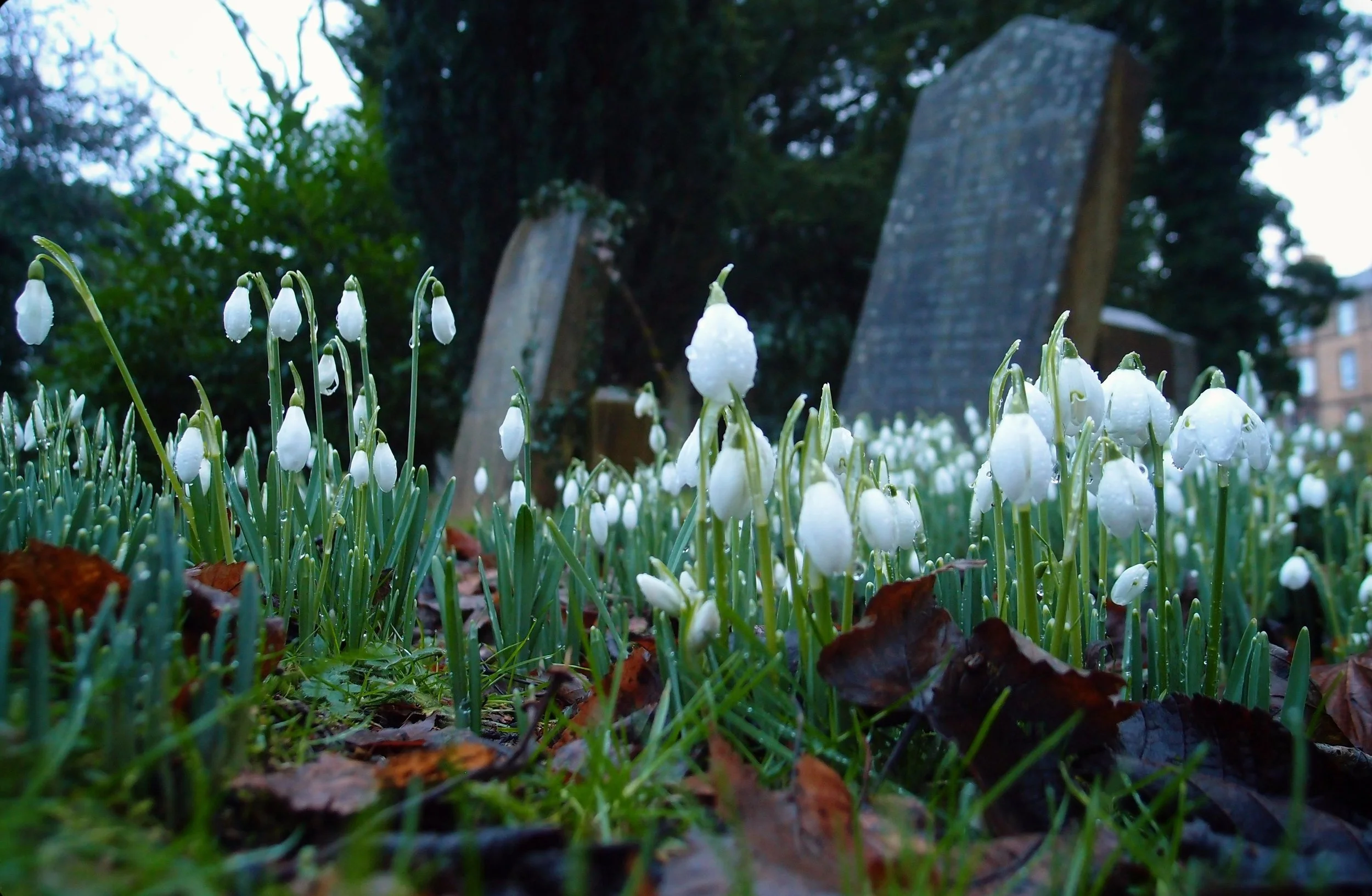 Schneeglöckchen auf einem Friedhof