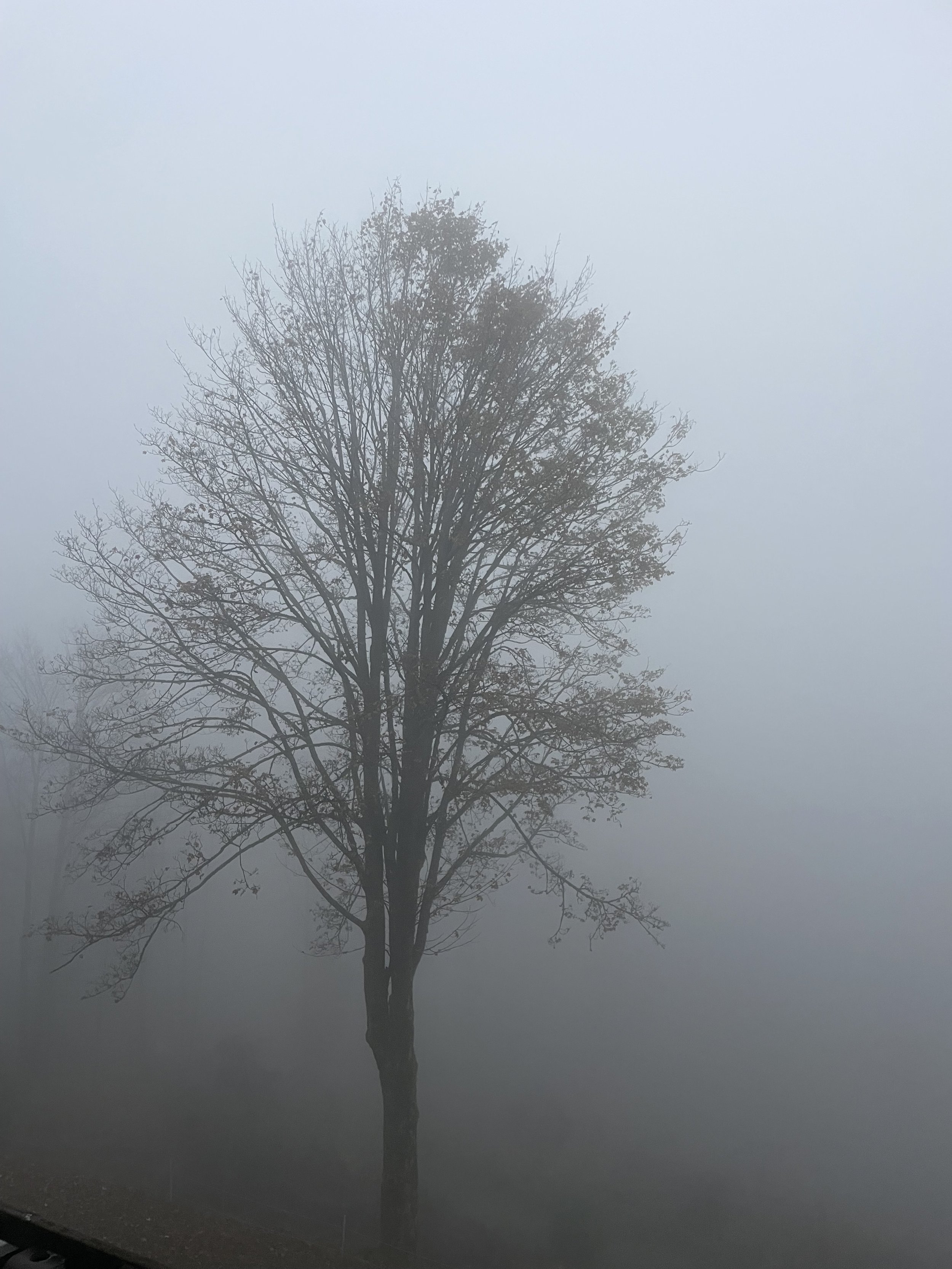 Ein einzelner Baum in Nebel gehüllt, ohne Blätter, im Grauschleier des Nebels.