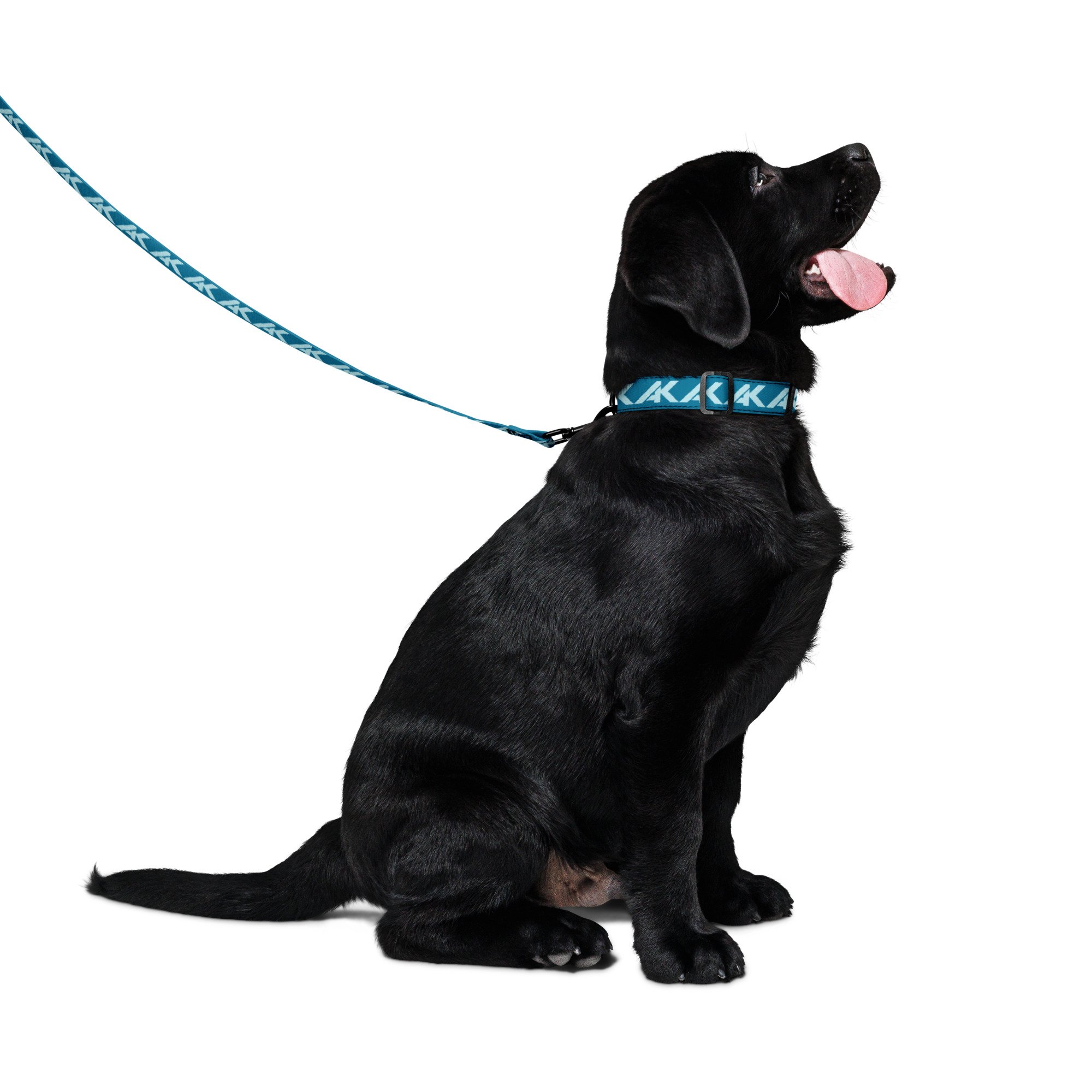 pet-collar--leash-white-m-front-672255e8ca3a4.jpg