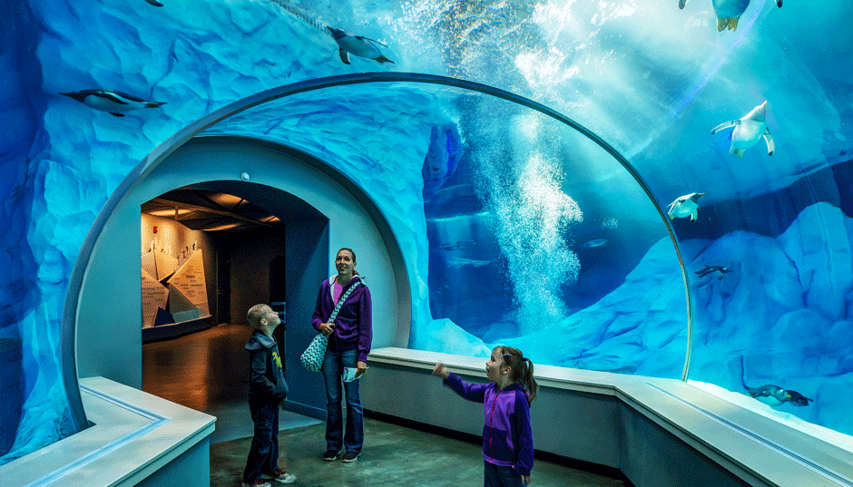 https://albertkahn.com/portfolio/detroit-zoo-polk-penguin-conservation-center