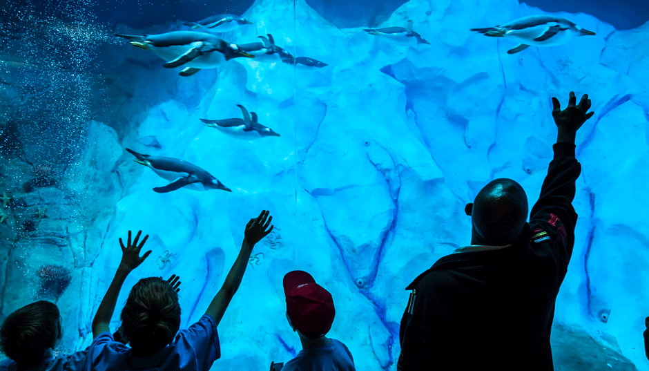 Children and an adult watching and reaching out towards penguins swimming in an icy blue aquarium.