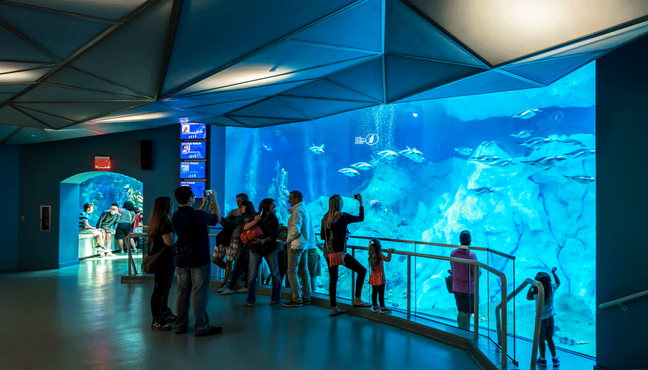 People observing and taking pictures of a large aquatic exhibit of fish and ice at an indoor aquarium.