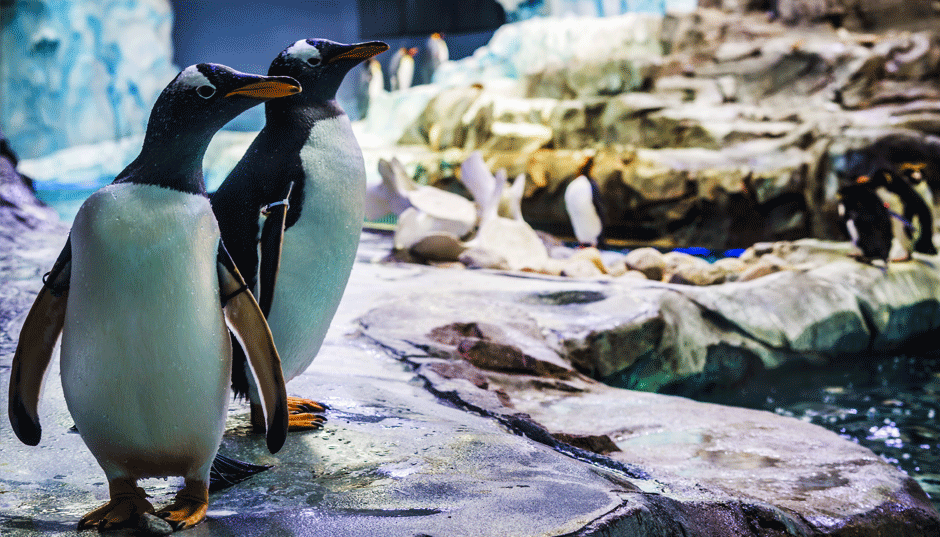Group of penguins on rocky terrain near water, with some resting and others standing upright, in an indoor exhibit.