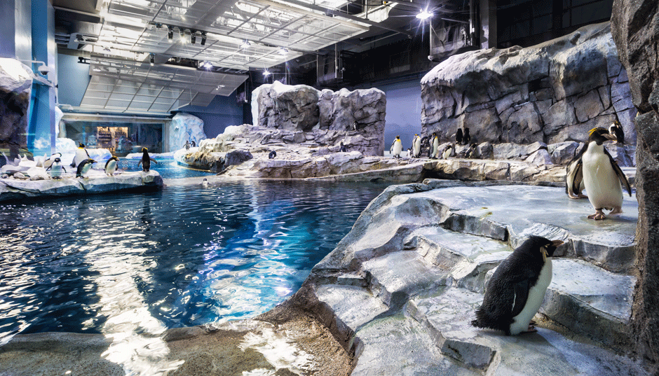 Indoor exhibit with rocks, water, and penguins.