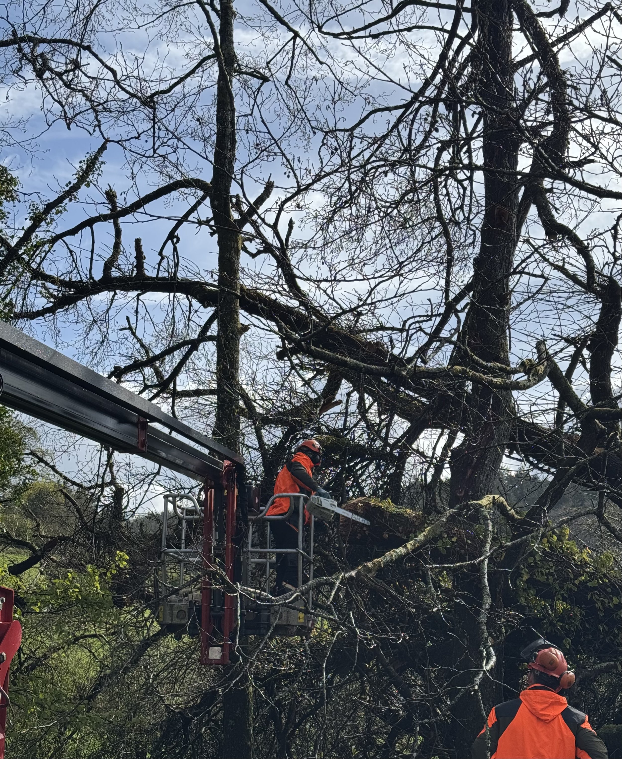 Workers in orange safety gear trimming a large tree with a chainsaw while elevated on a cherry picker in Tiverton, Devon