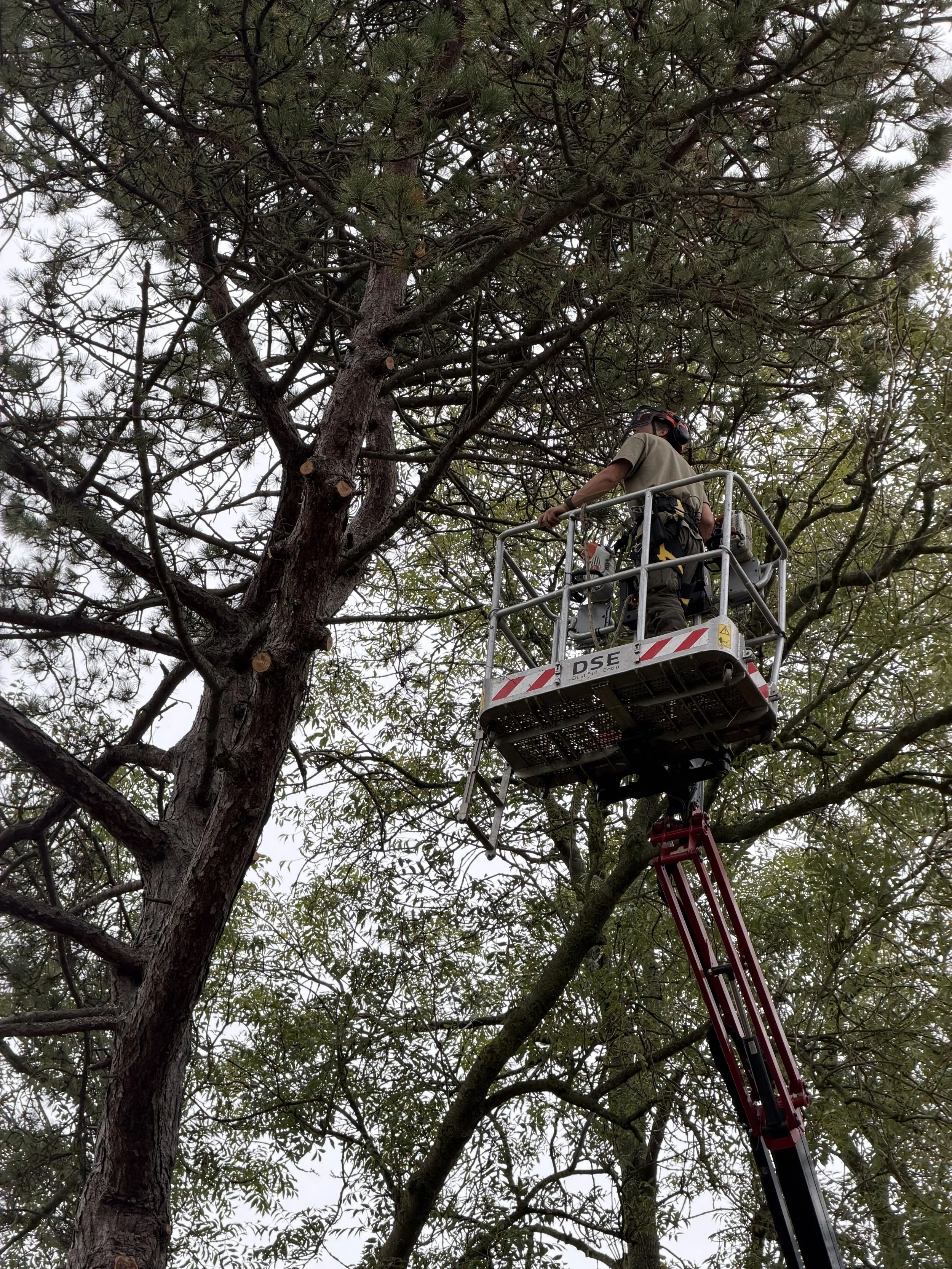 Cherry Picker Tree Surgery